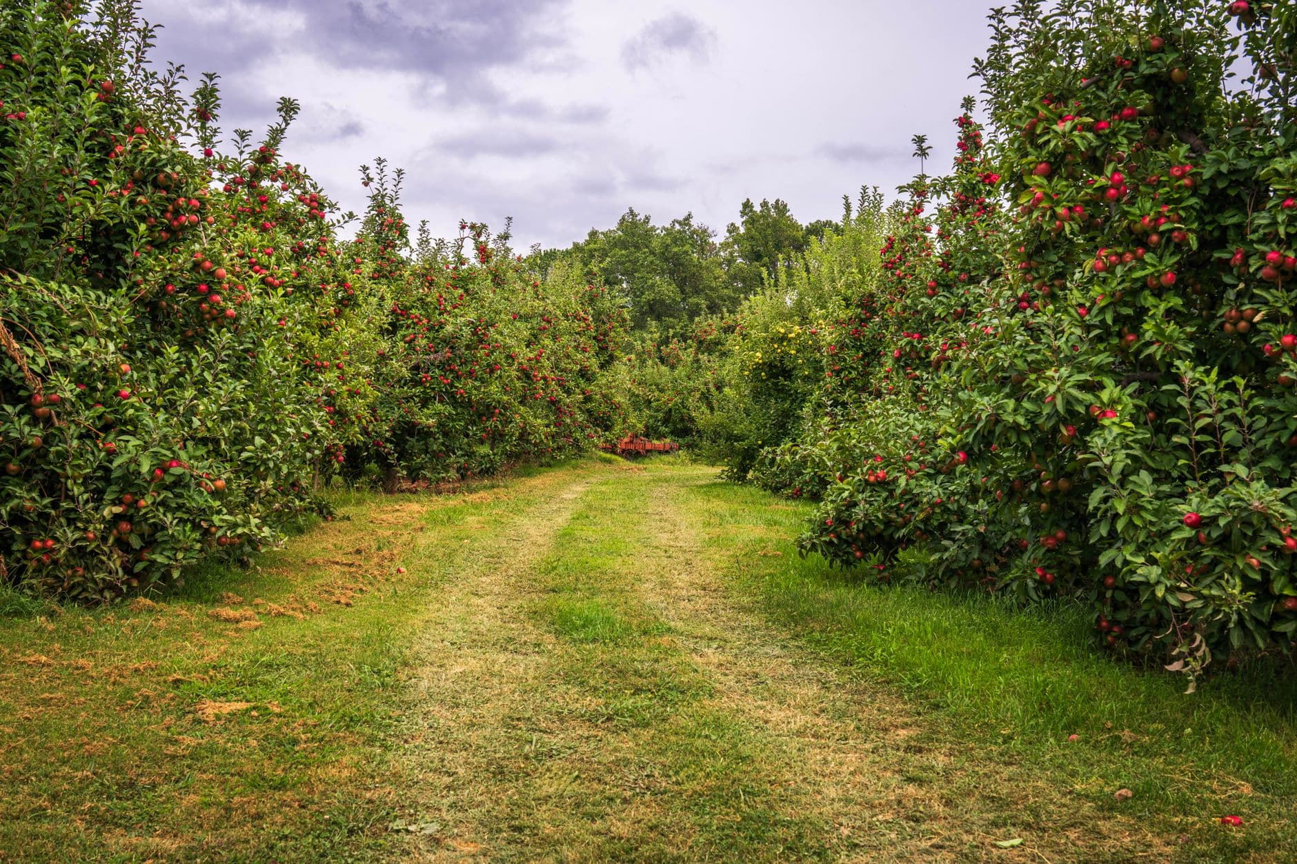 Green apple tree orchard