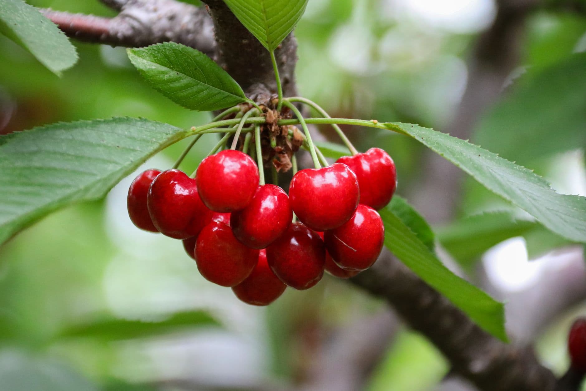 5 Star Cherries