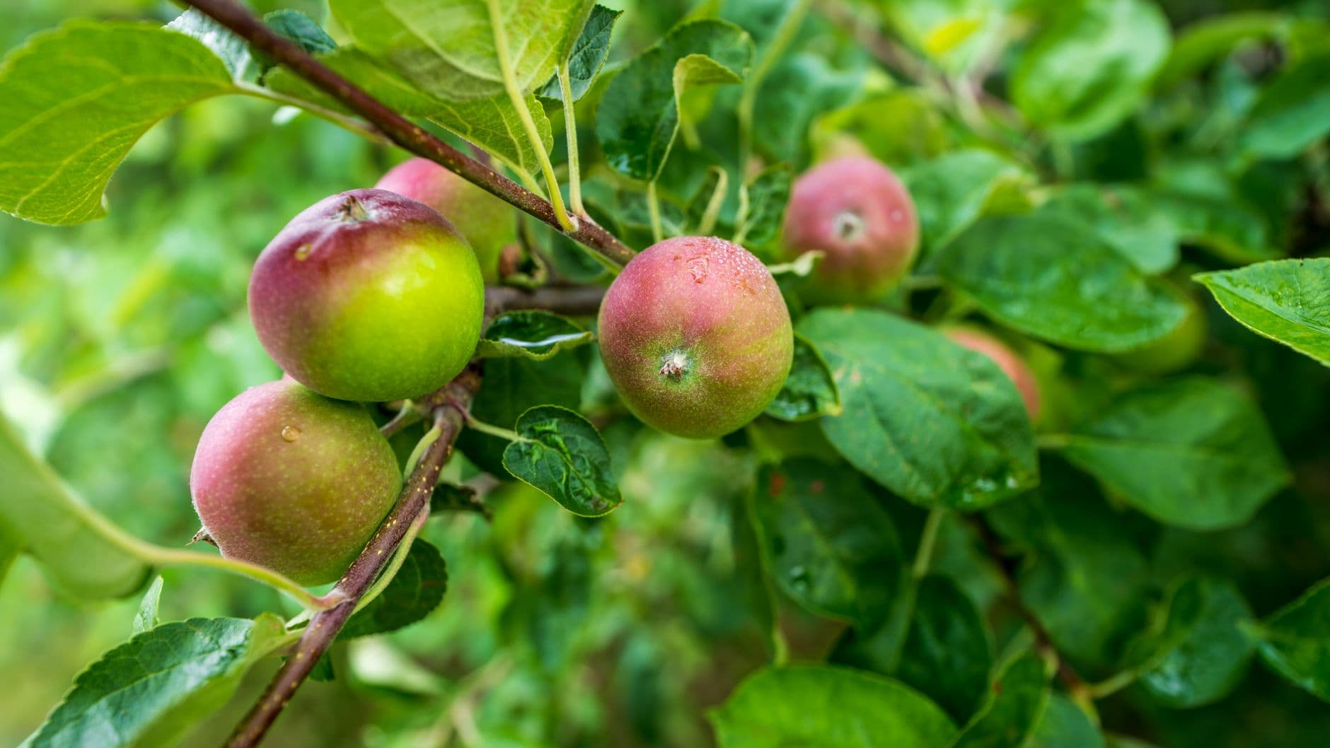 Aamodt's Apple Farm