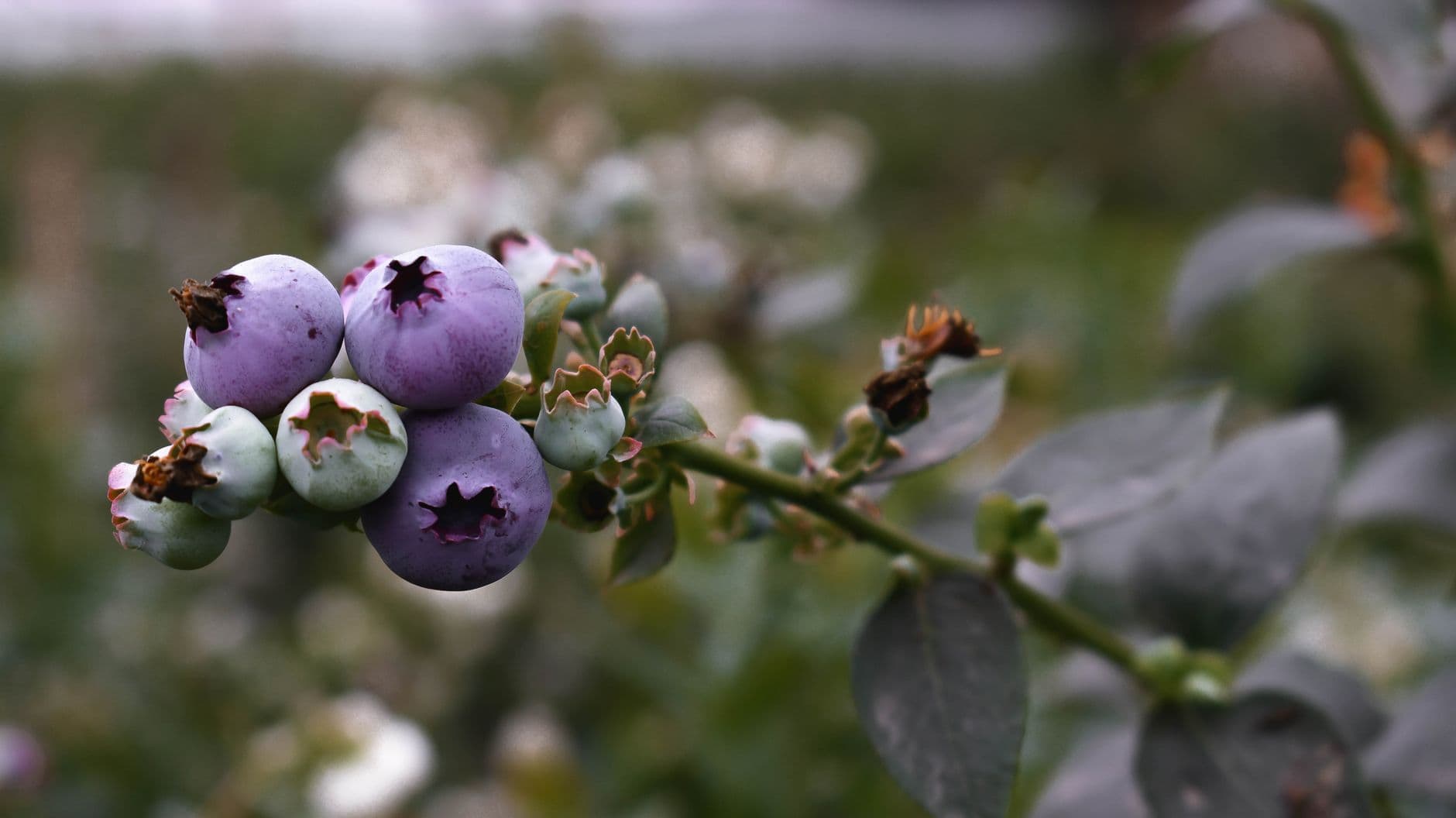 Adams Blueberry Farm