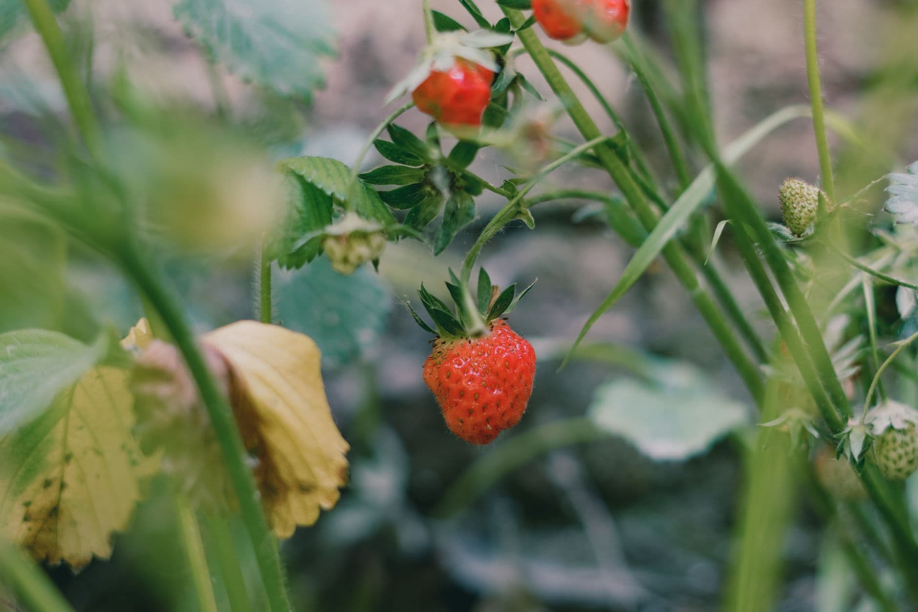 Albeke Farms