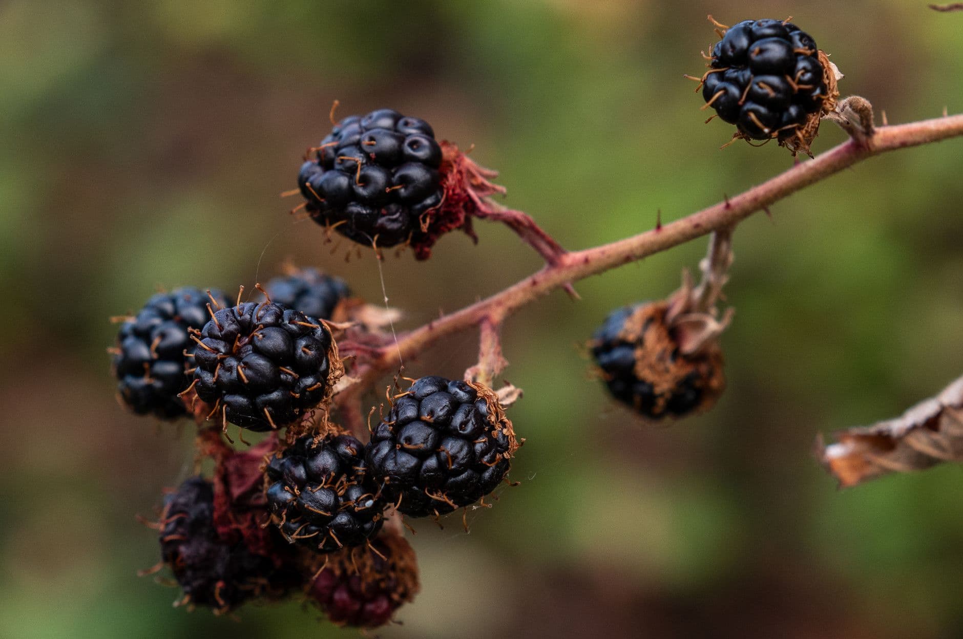 Amber Oaks Berry Farm
