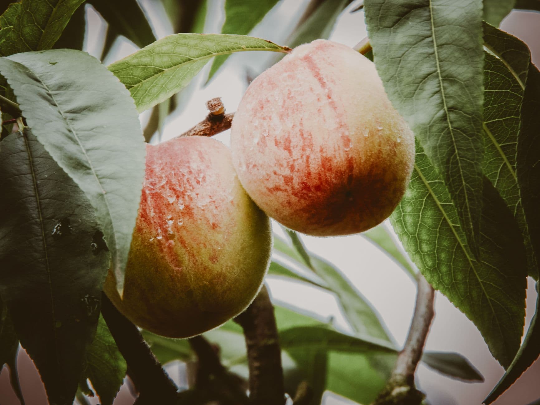 Apex Orchards