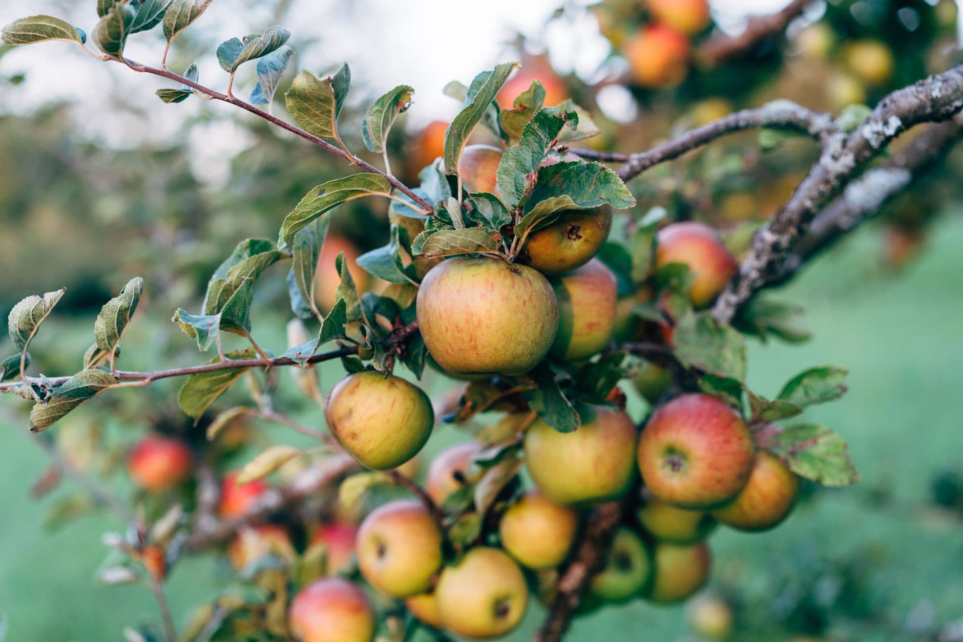 Apple-A-Day at Ratzlaff Ranch