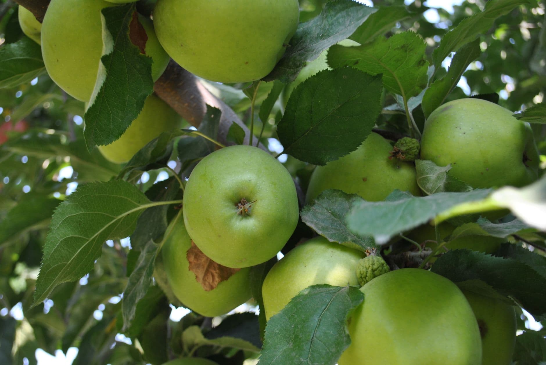 Apple Barn Orchard & Winery
