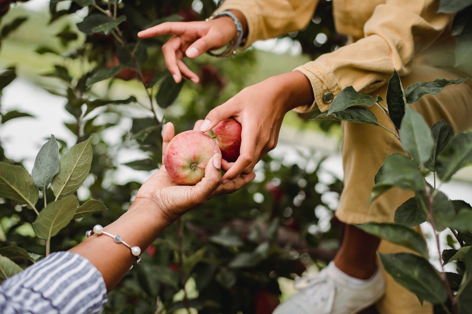 Apple Creek Orchard