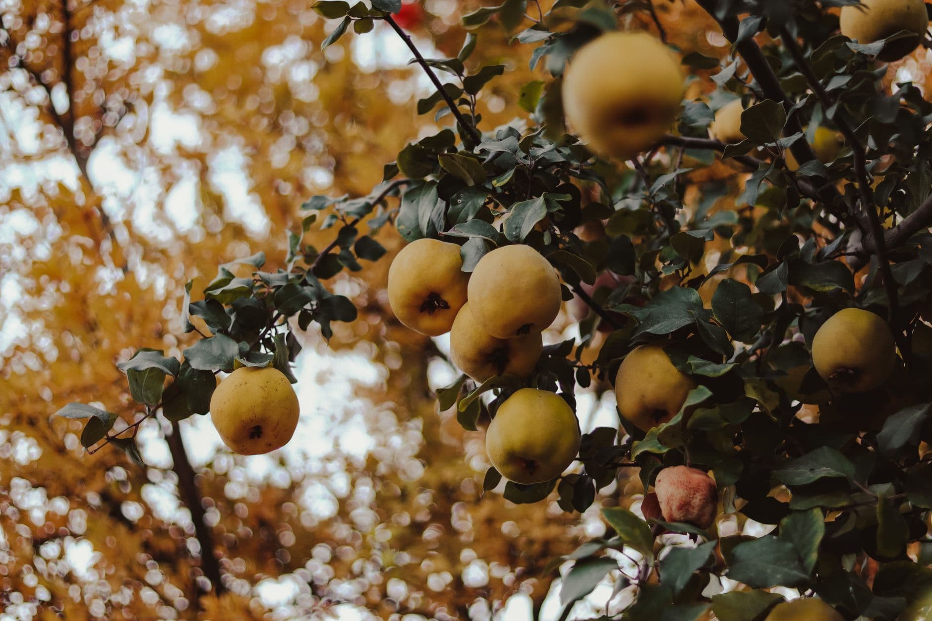 Apple Dave's Orchards