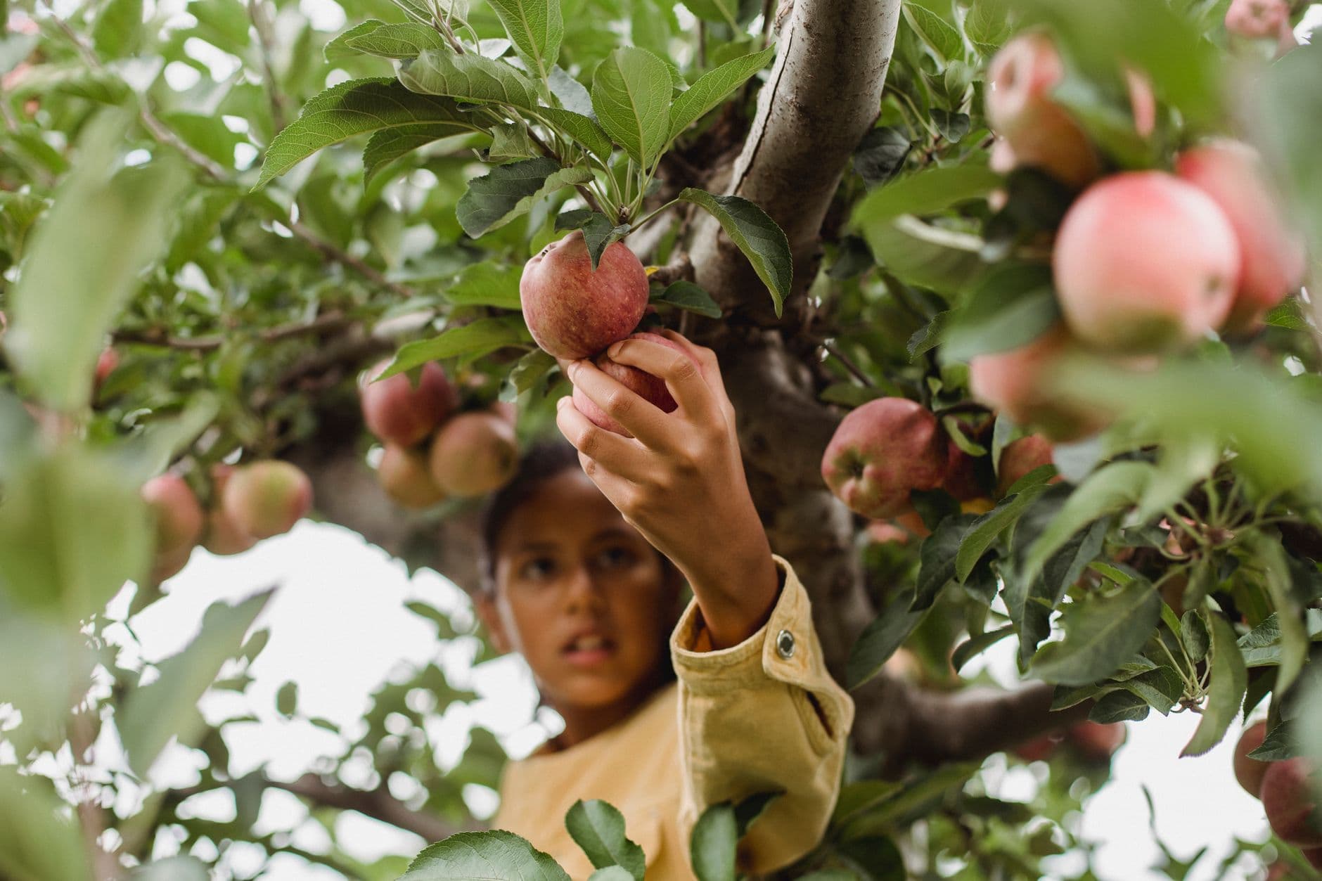 Apple Hill Farm