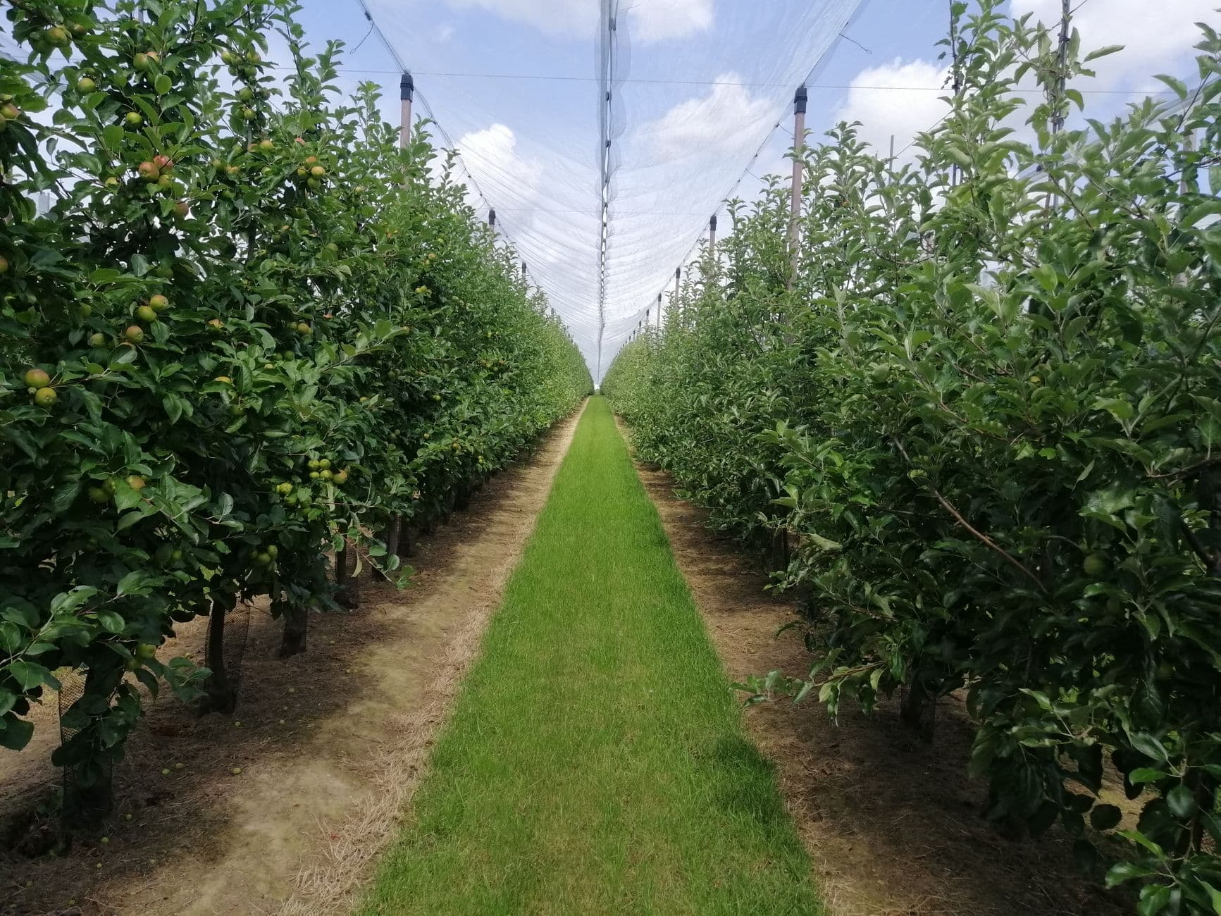 Apple Hill Orchard and Cider Mill