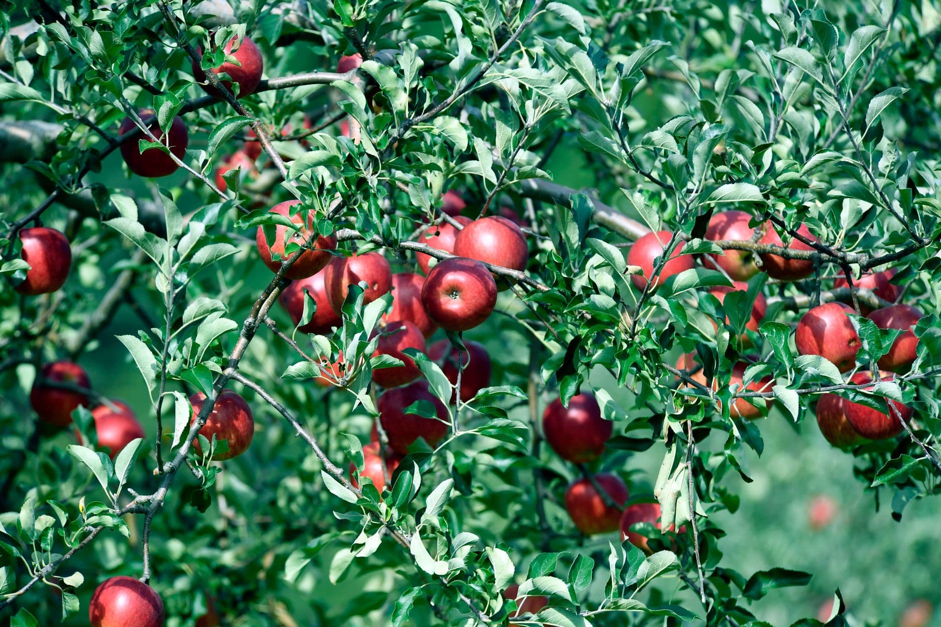 Apple Holler