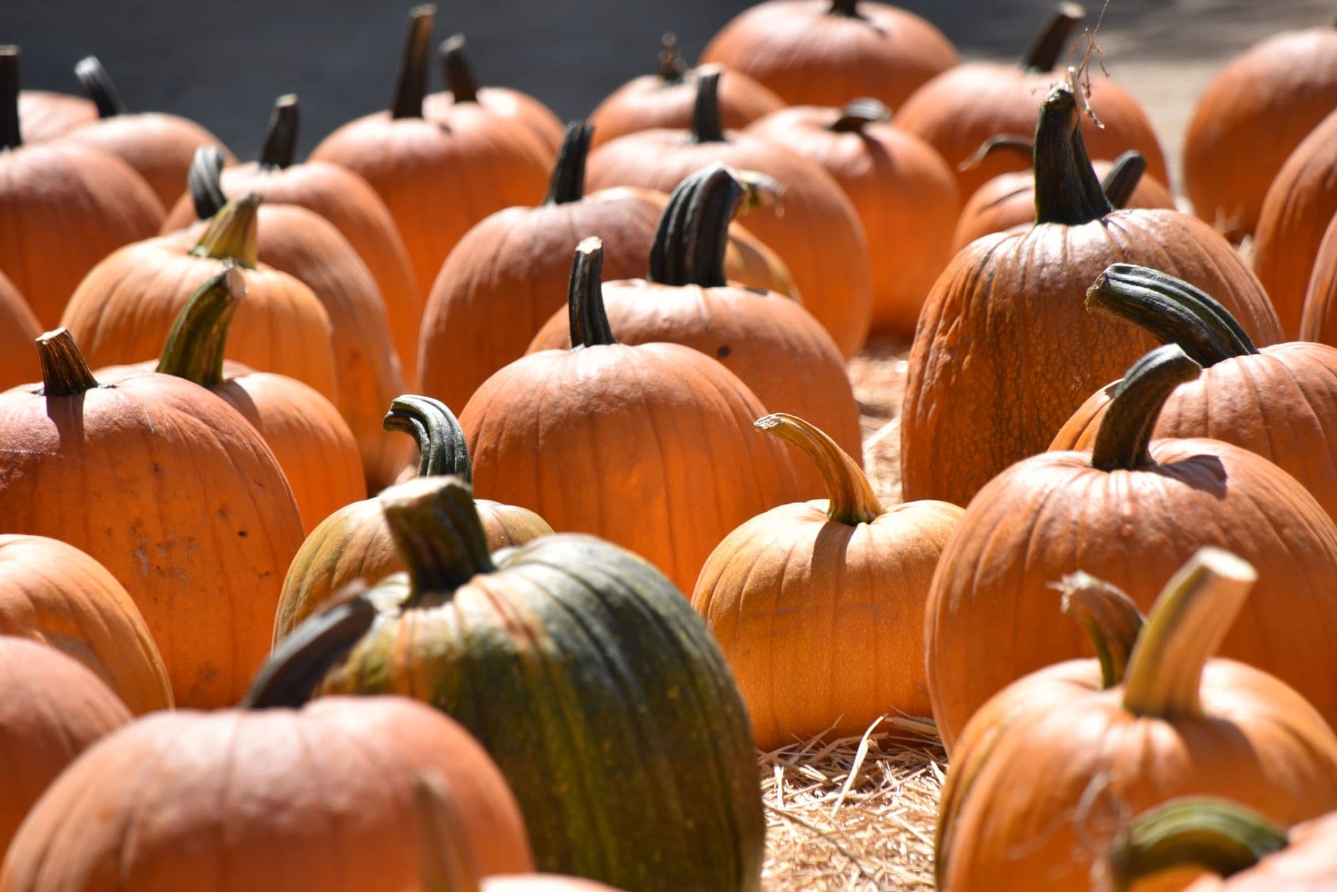 Apple Jack Orchards