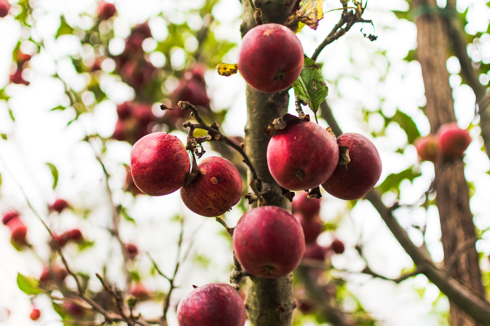 Apple Ridge Orchards