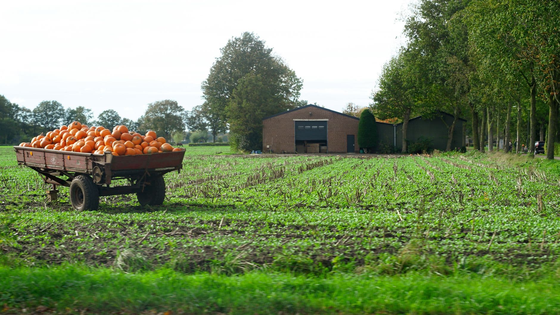Applewood Orchard