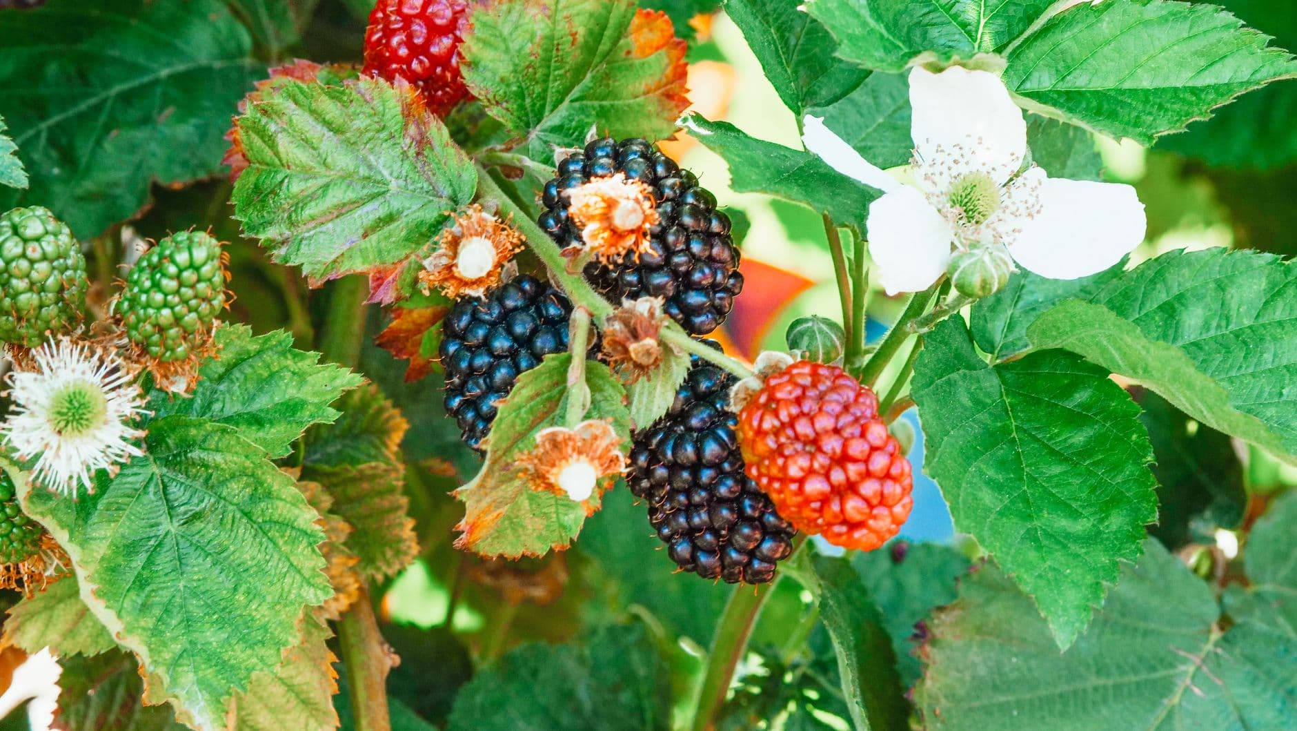 Arbor Hill Blackberry Farm