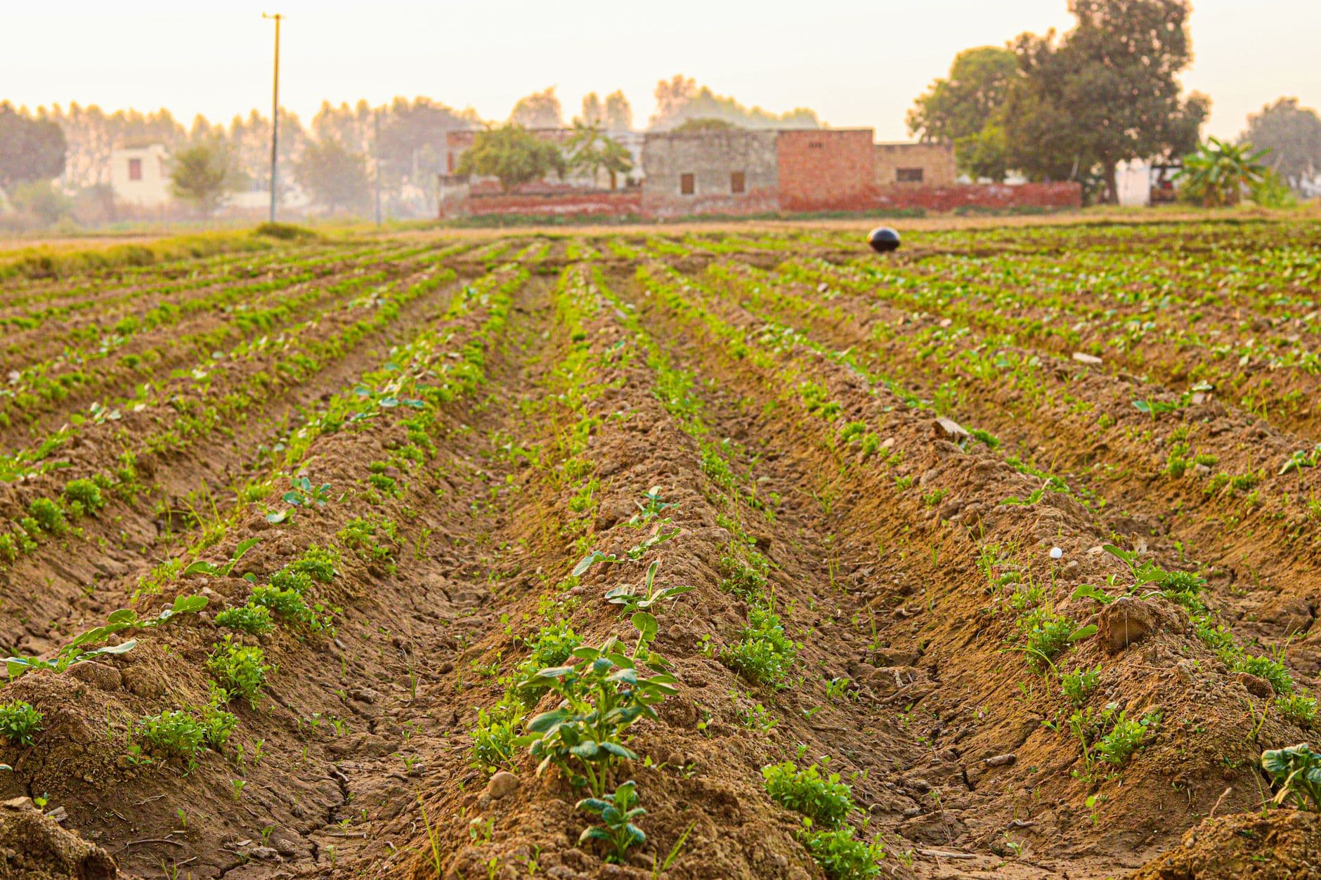 Aufdenkampe Family Farm