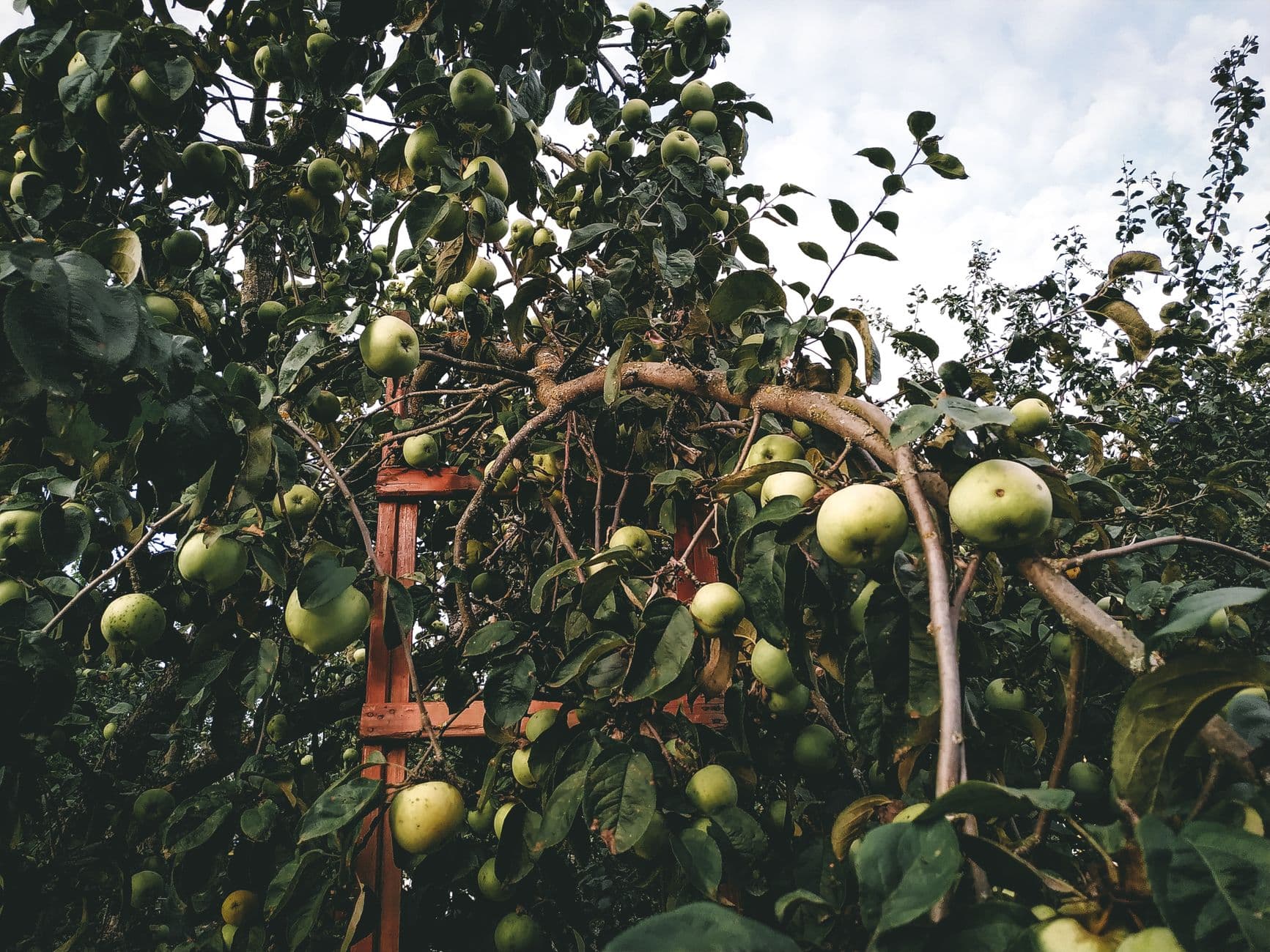 B.J. Reece Orchards