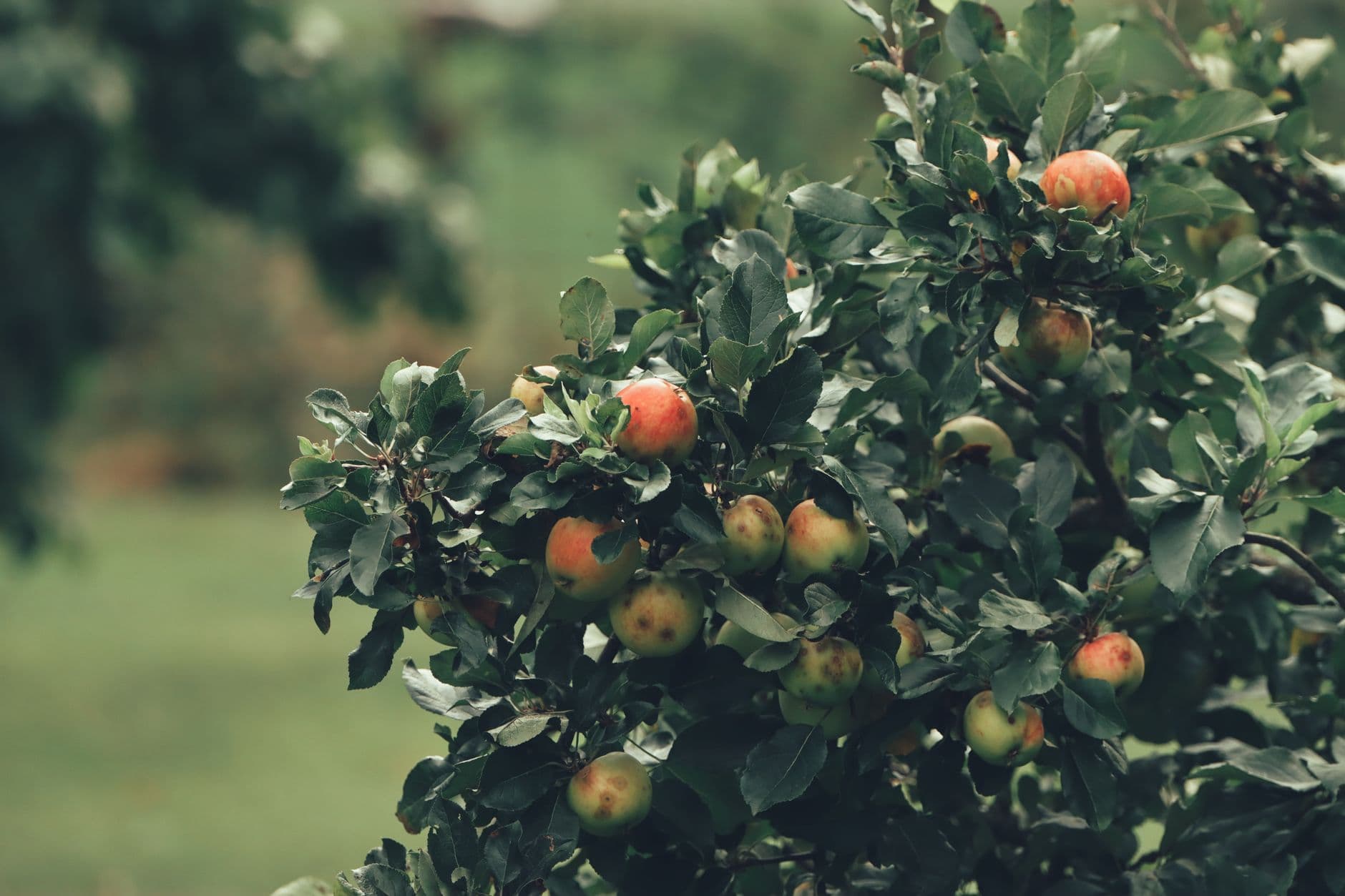 Barden Family Orchard