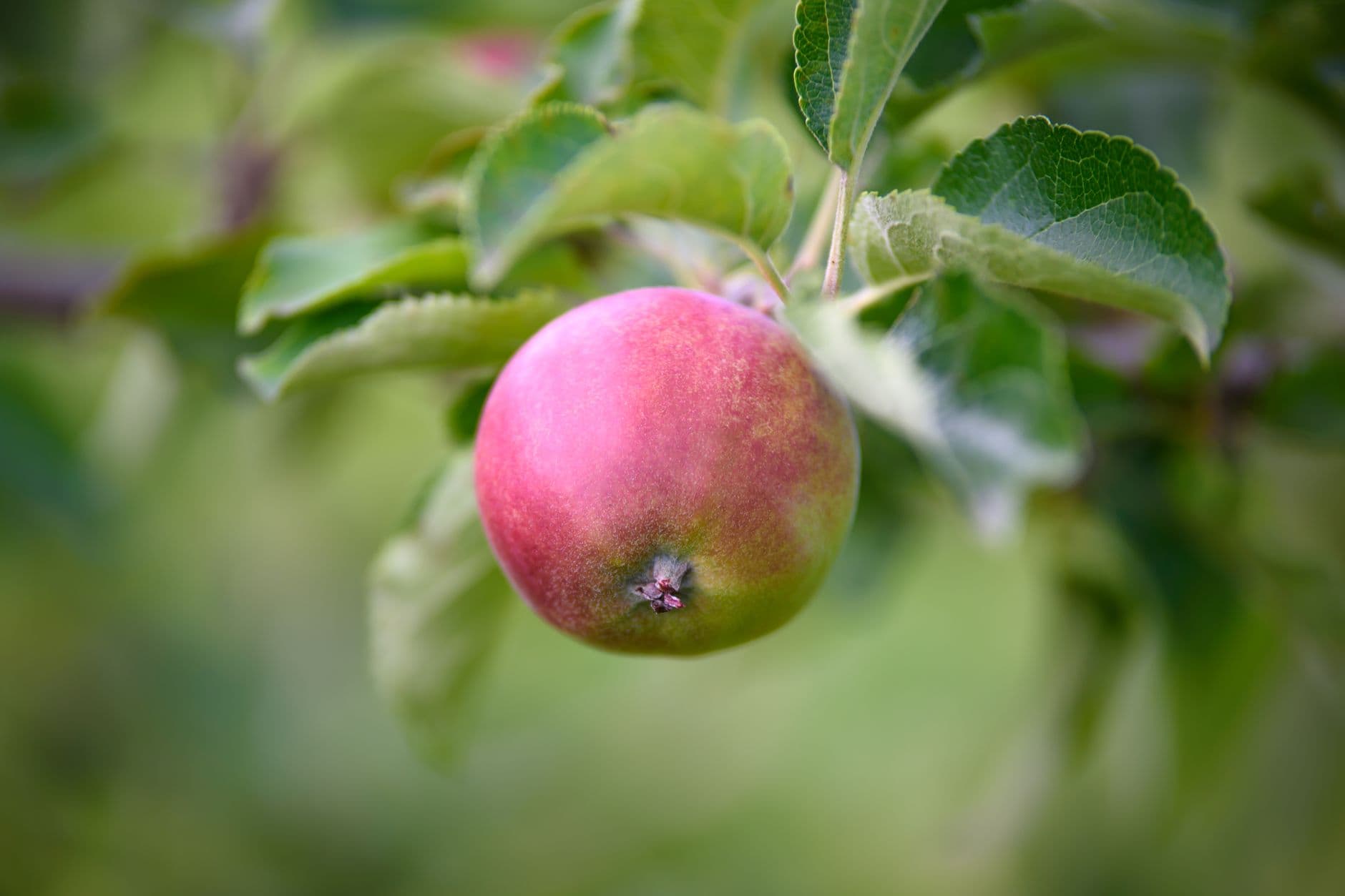 Barthel Fruit Farm
