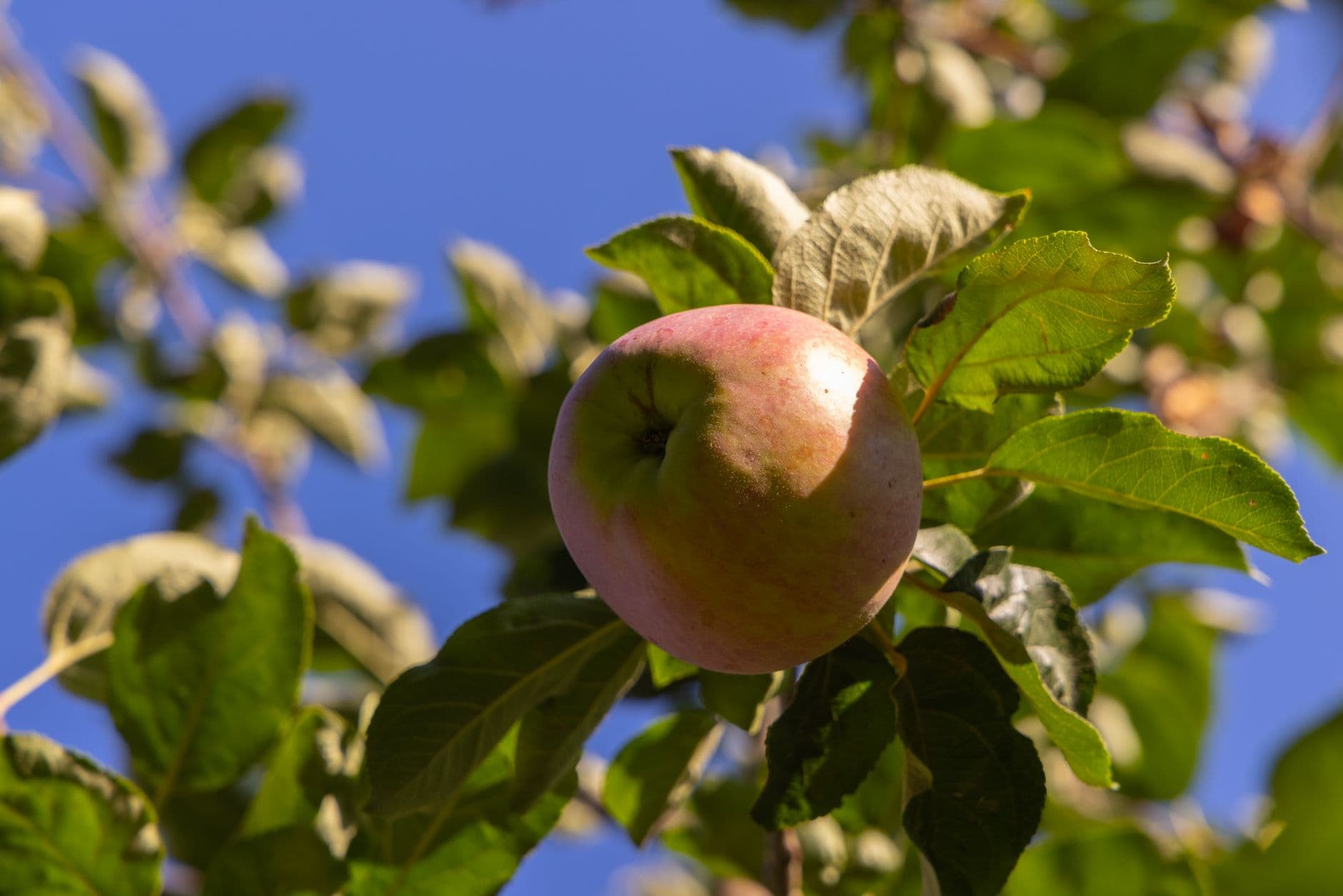 Barton Orchards