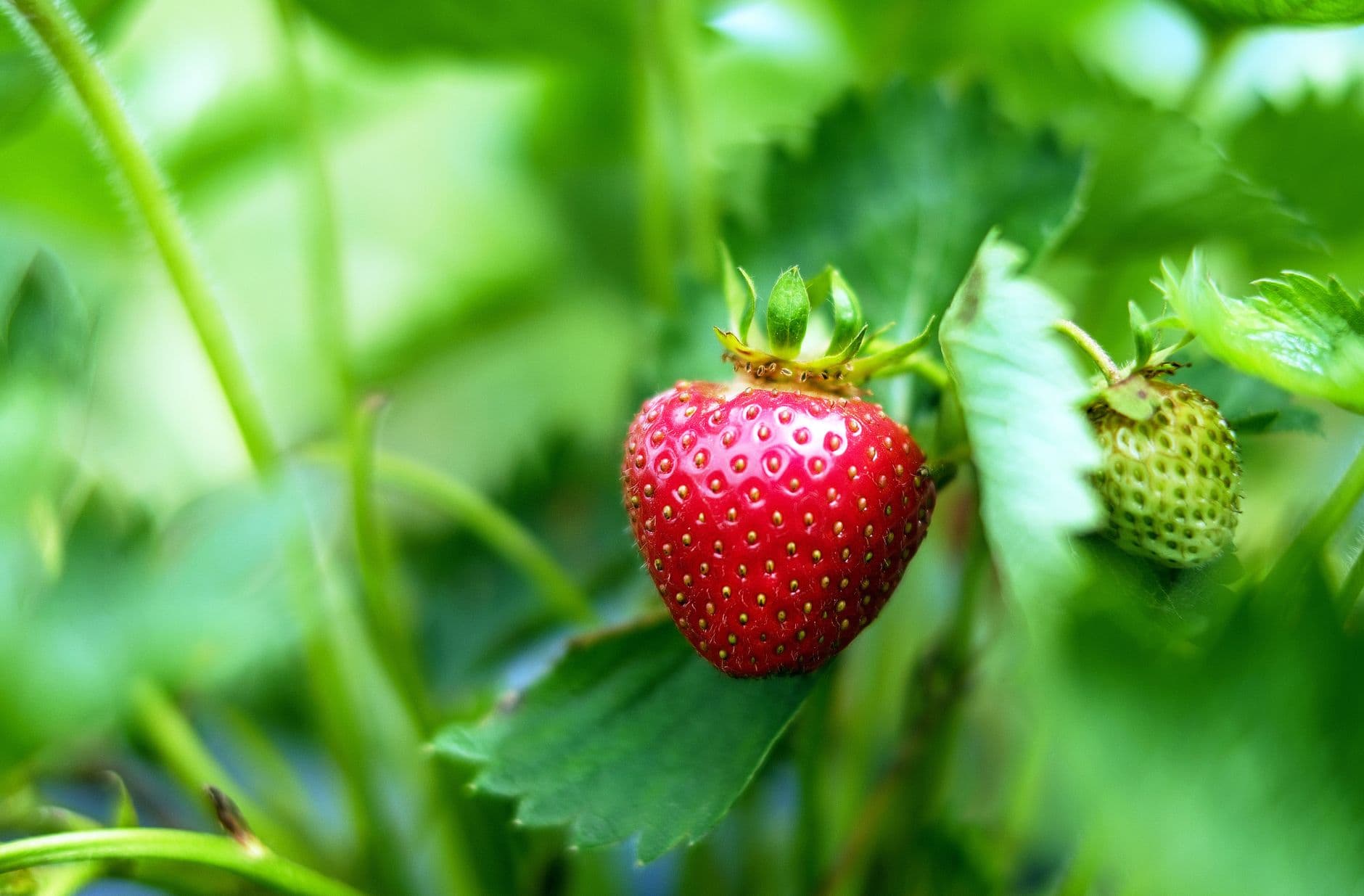 Battleview Orchards