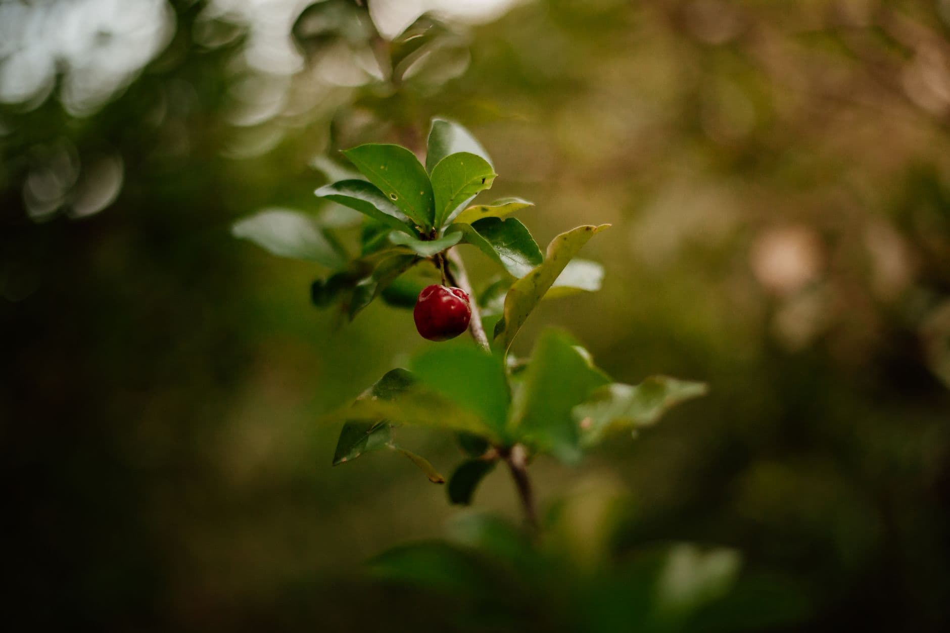 Baugher's Orchards and Farms