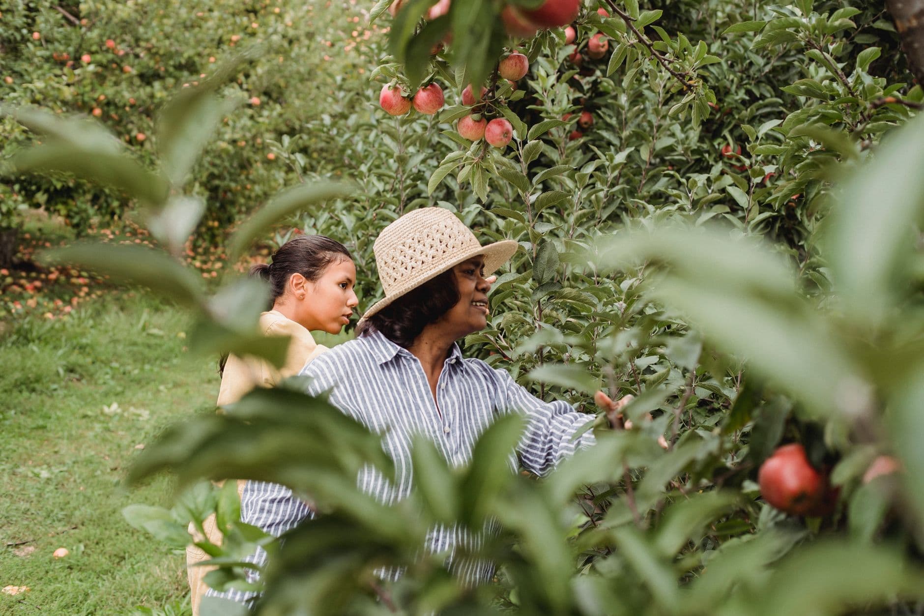 Bauman Orchards