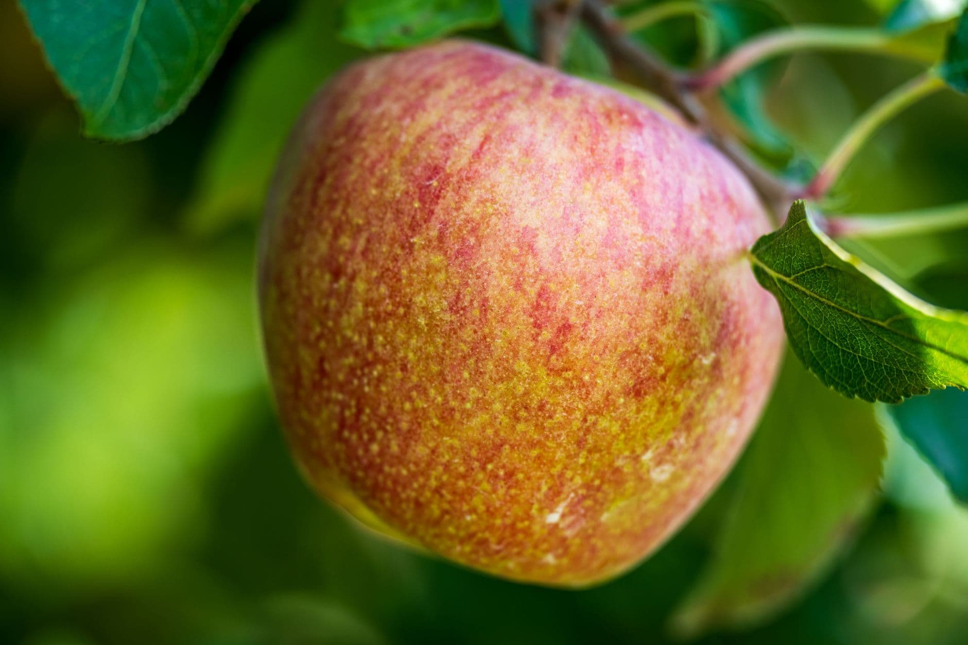 Beardsley's Cider Mill & Orchard