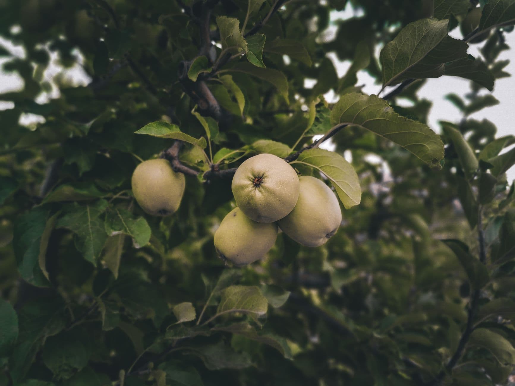 Beemerville Orchard