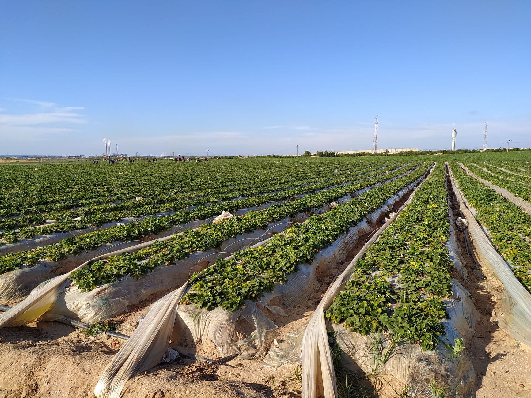 Bella Organic Farm