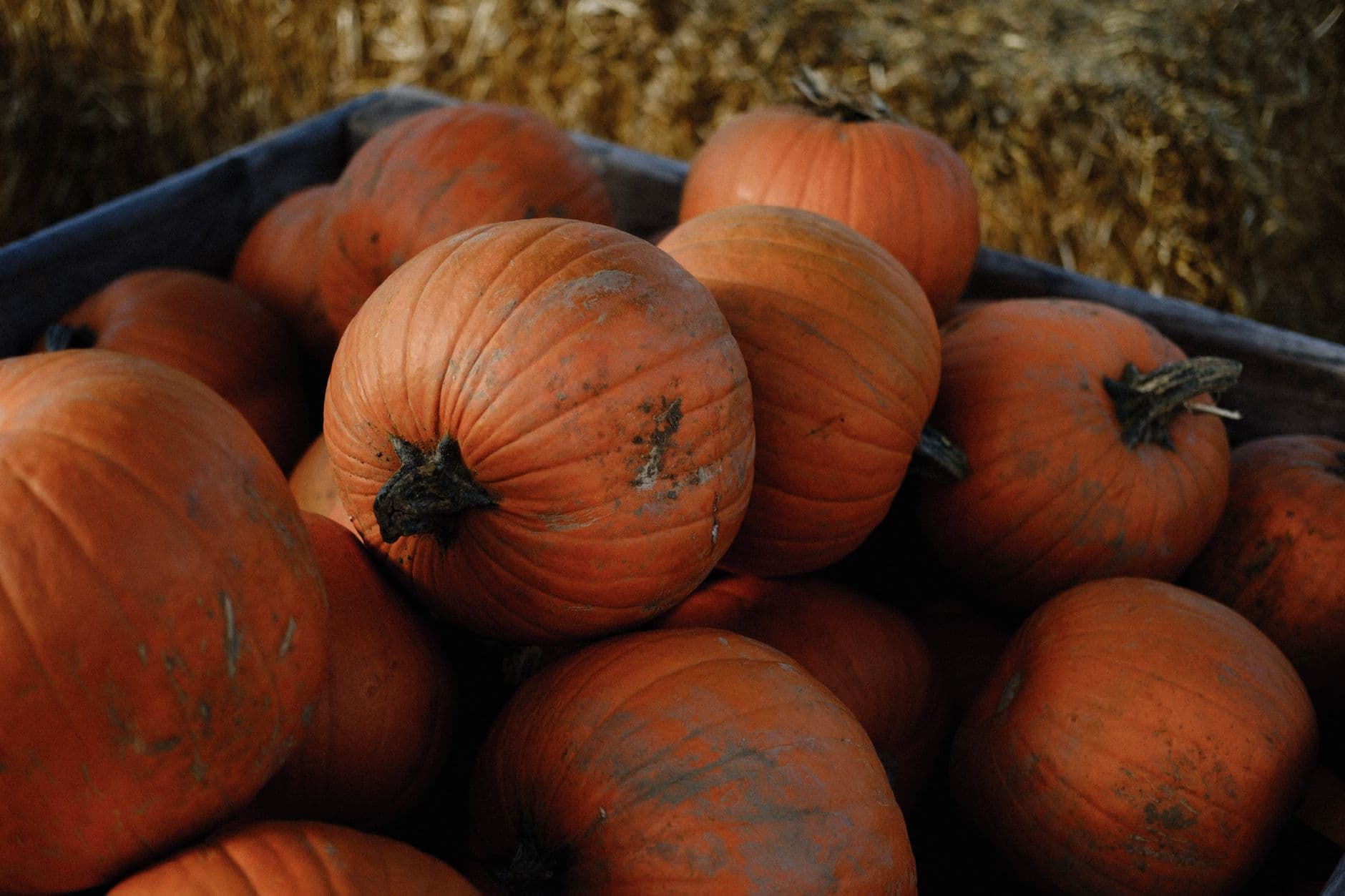 Belltown Hill Orchards