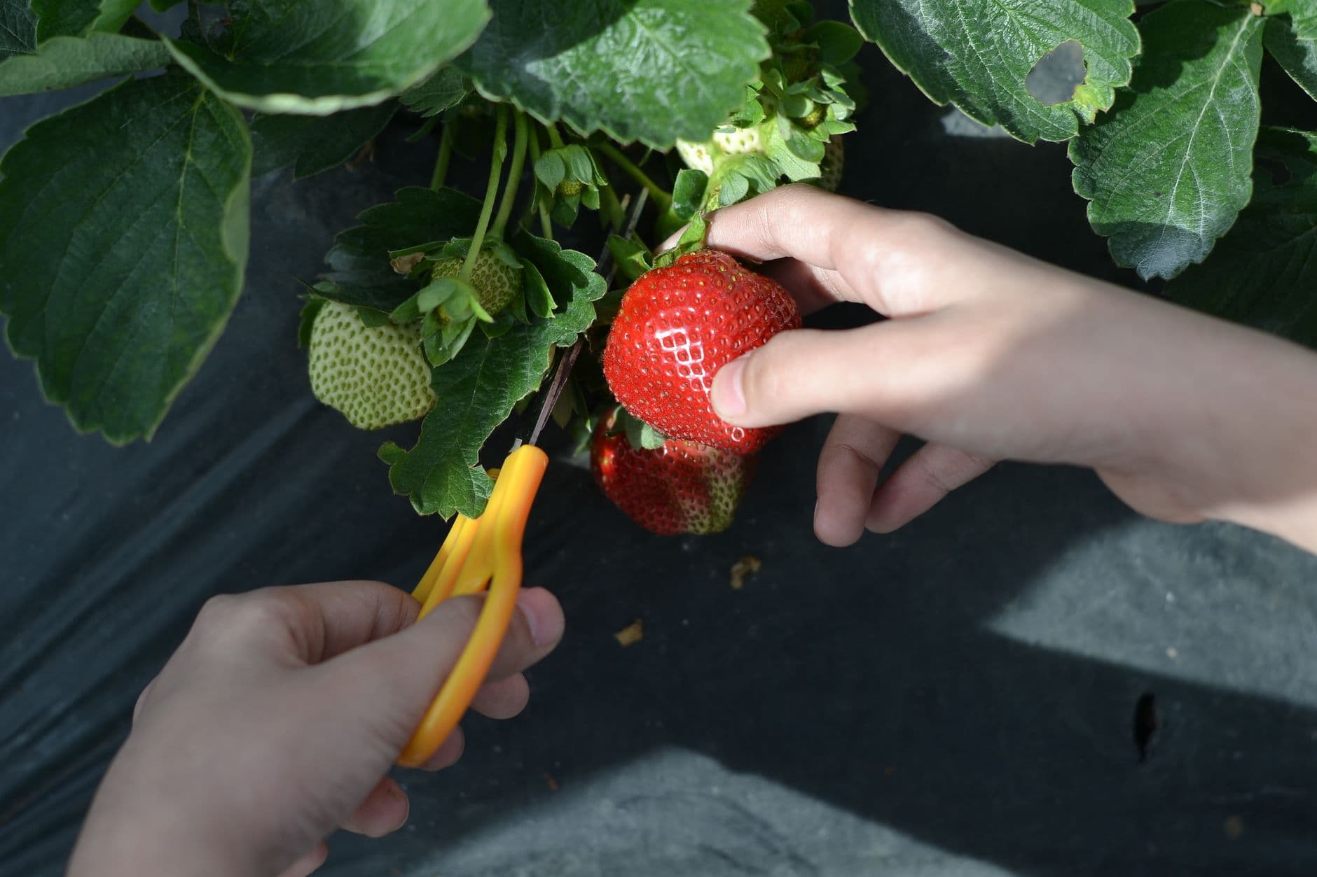 Berry Island Farms