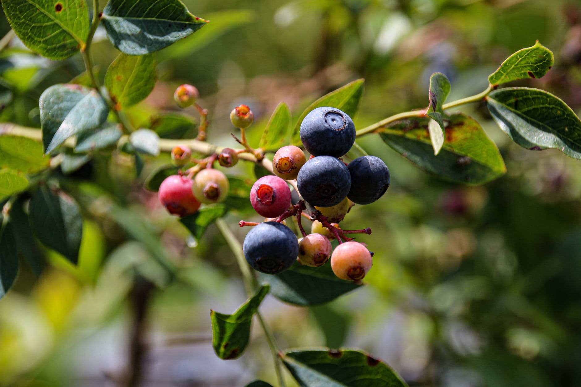 Berry Lucky Farm