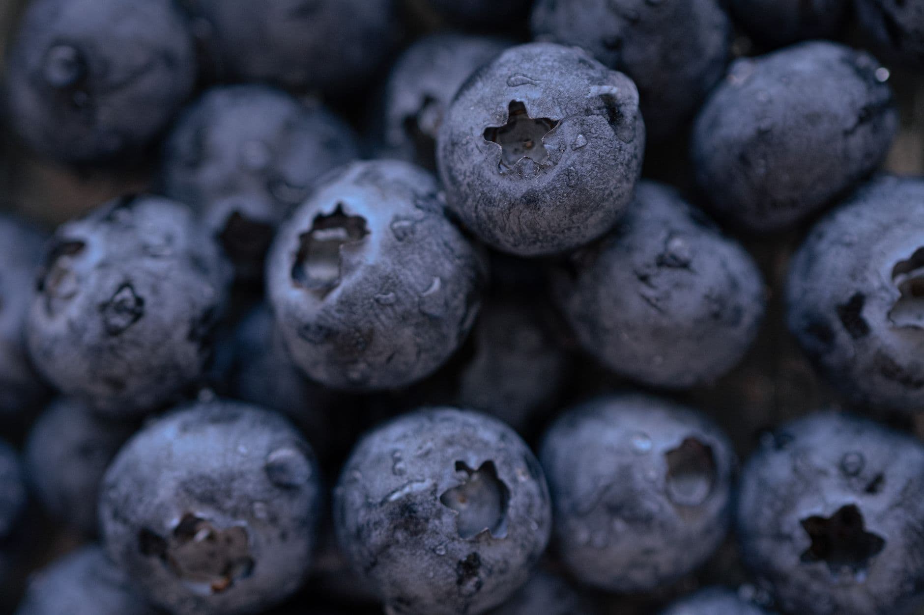 Bisacky Blueberry Farm