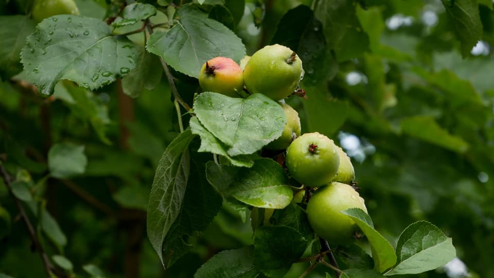 Blake's Orchard & Cider Mill