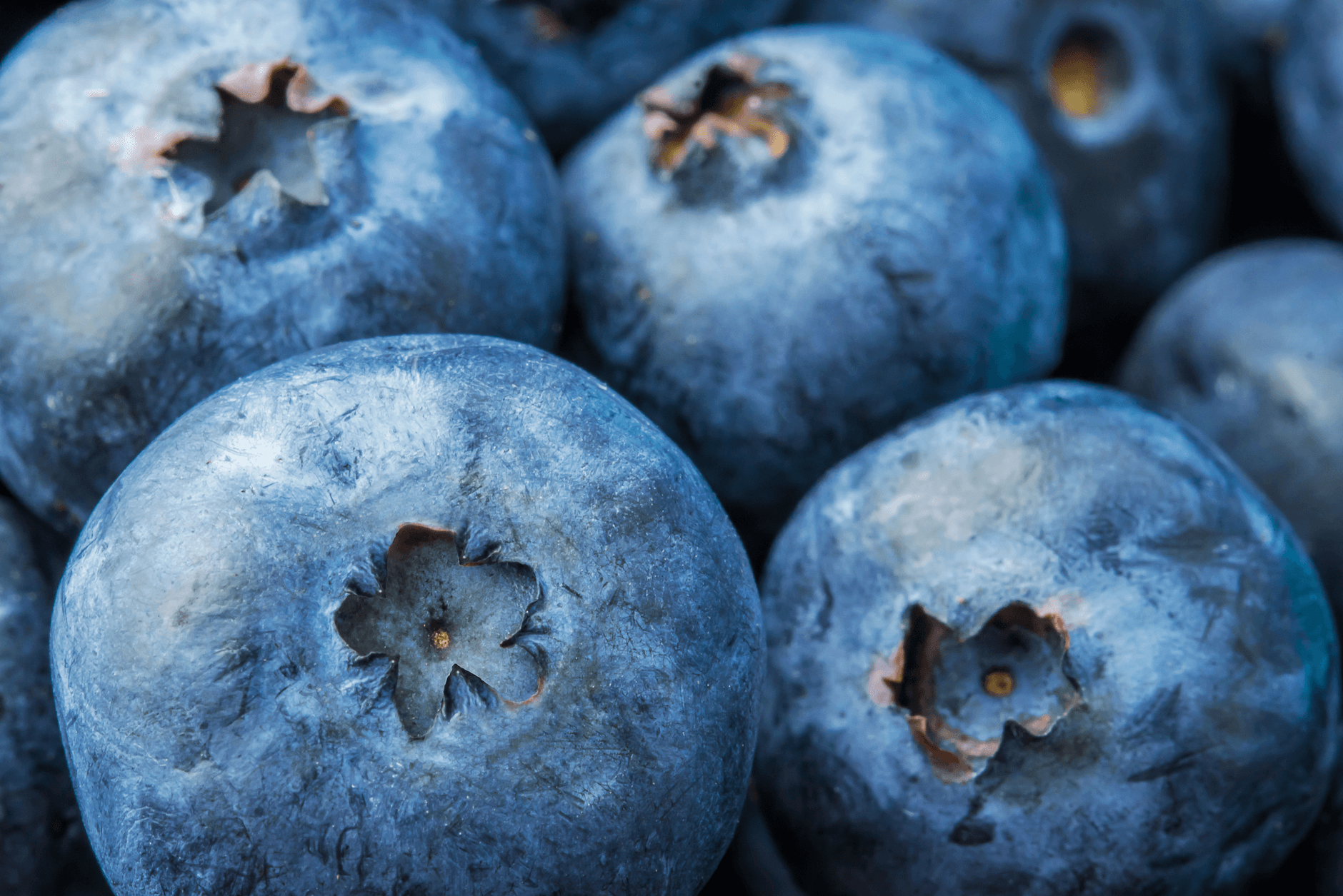 Bleu Moon Berries