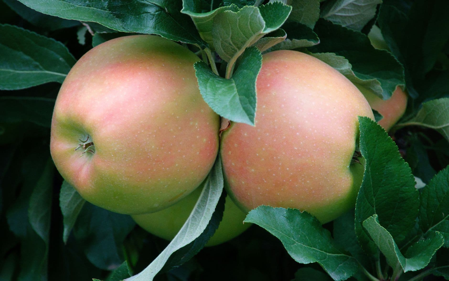 Blue Hills Orchard