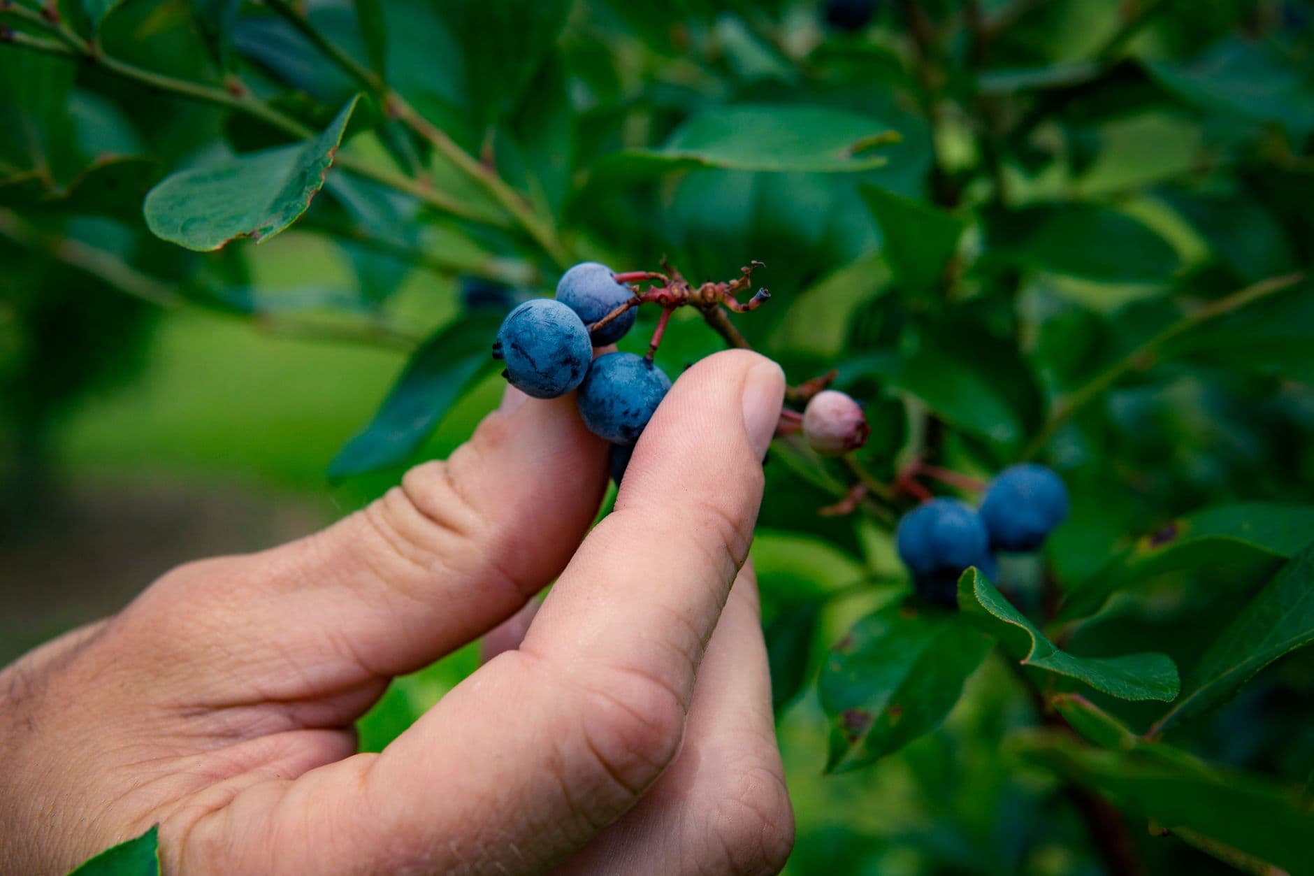 Blue Horizon Farms