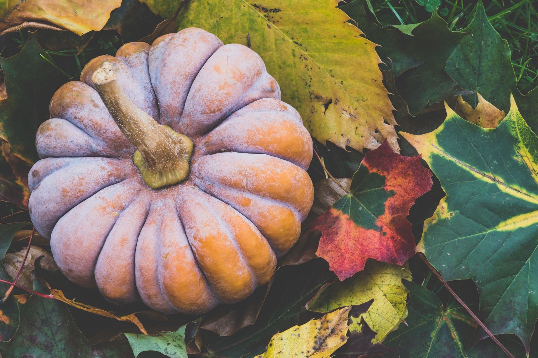 Blue Jay Orchards