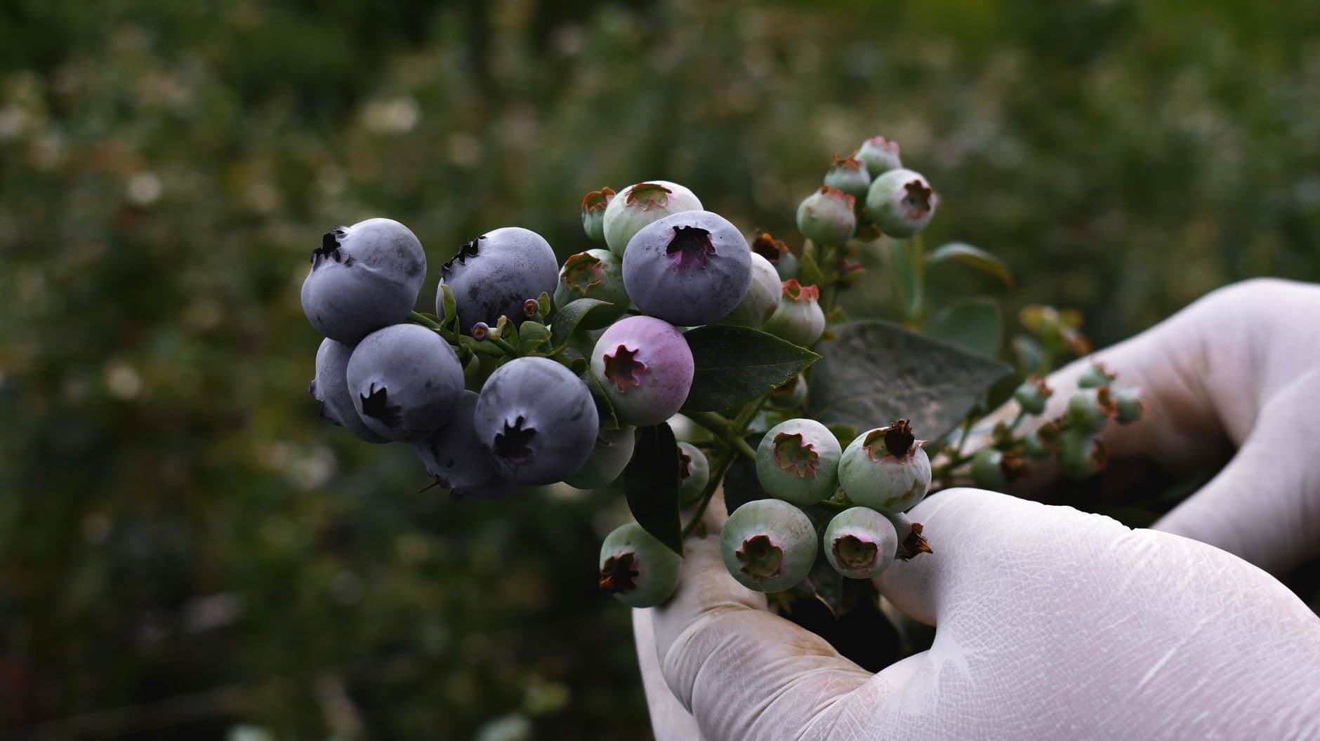 Blue Sky Berry Farm