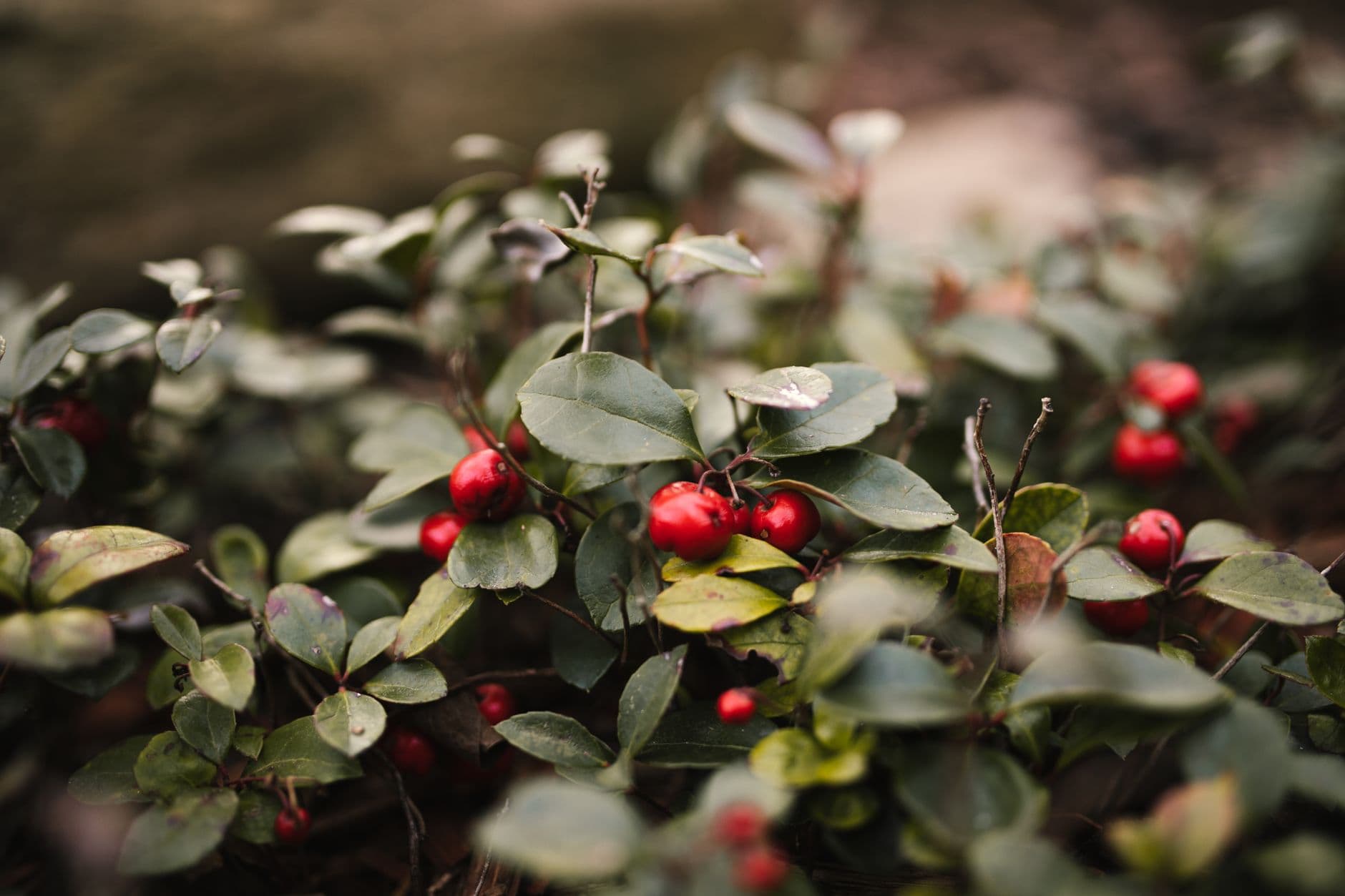 Blueberry Bill Farms