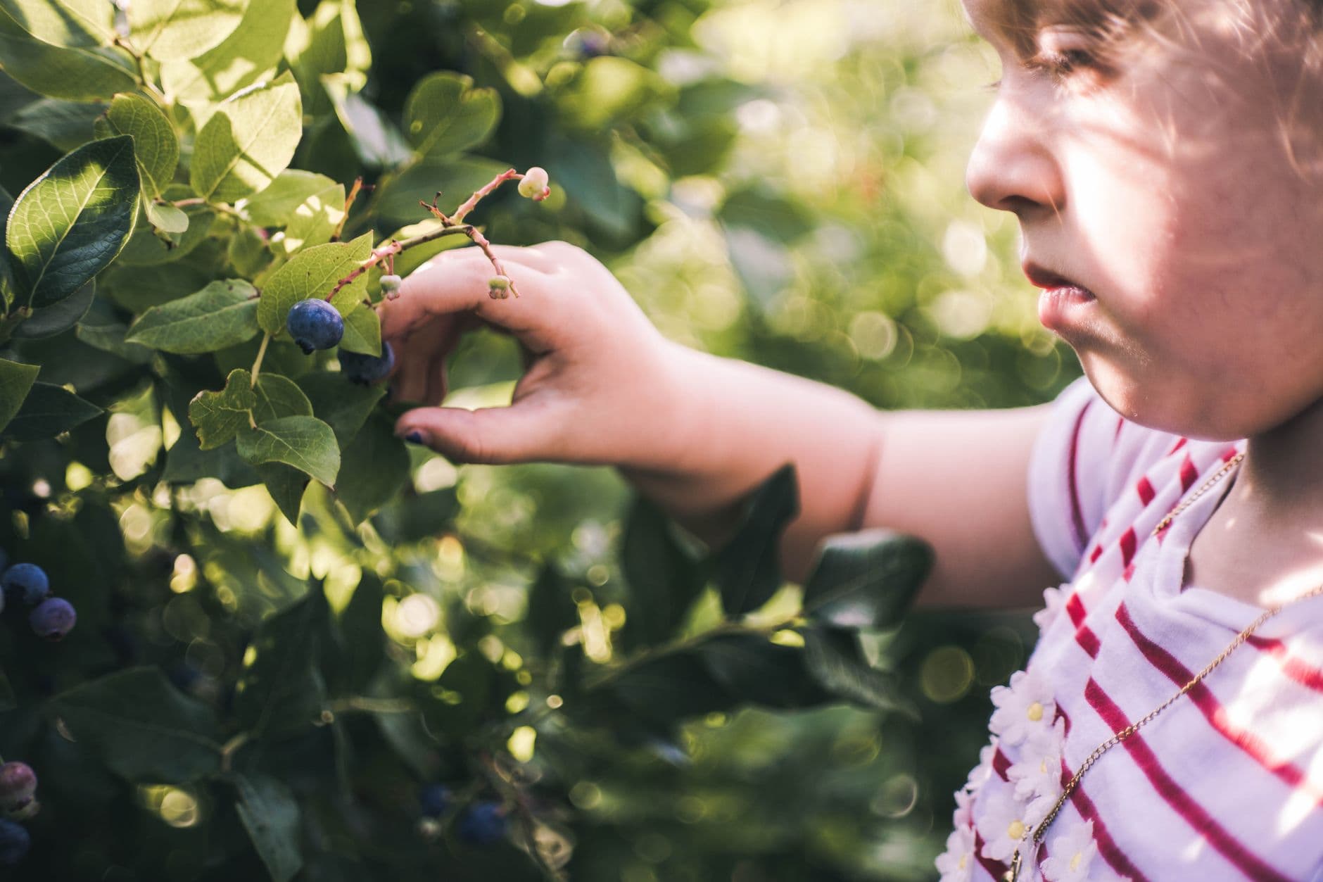 Blueberry Blossom Farm