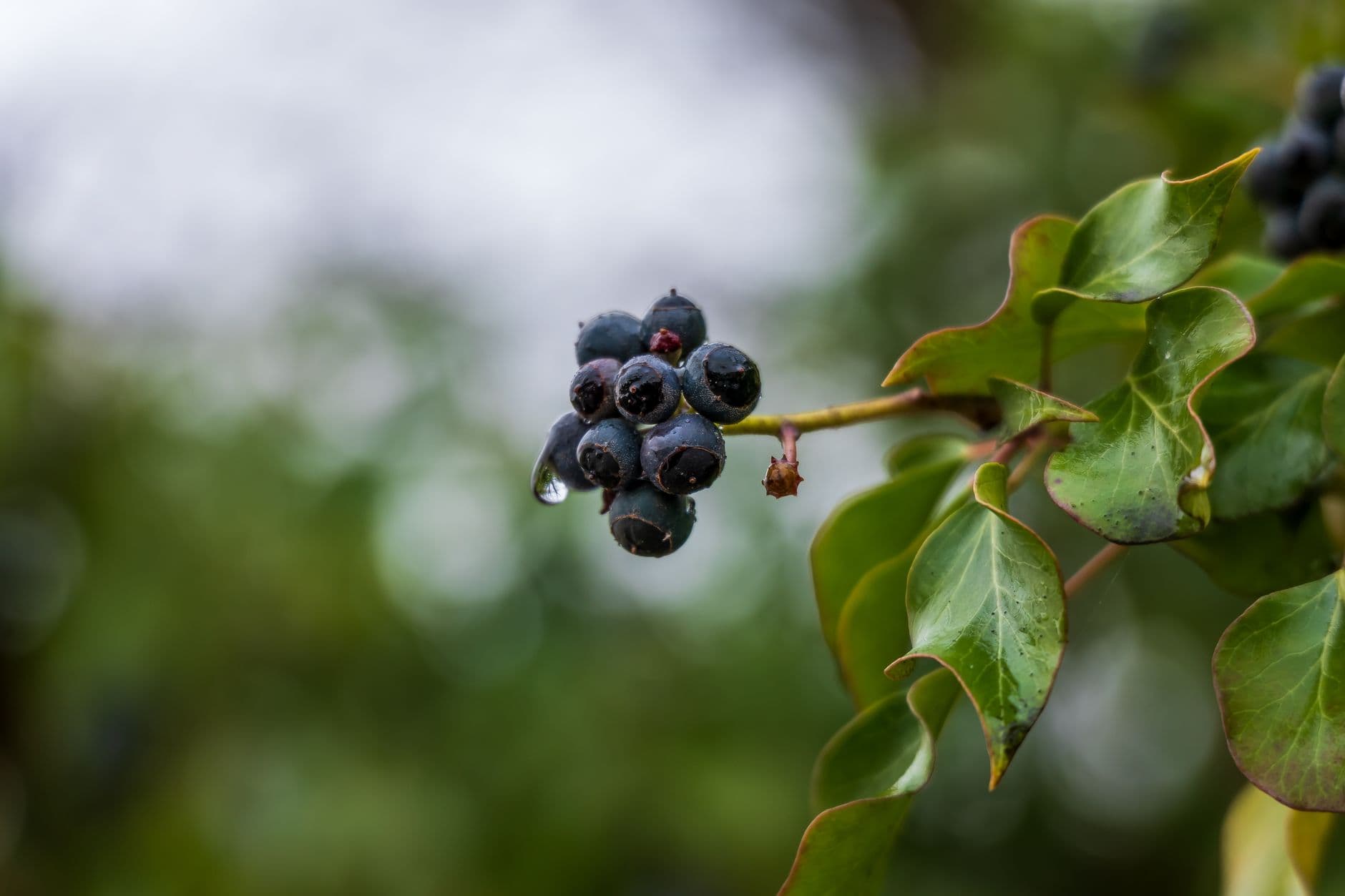 Blueberry Railroad