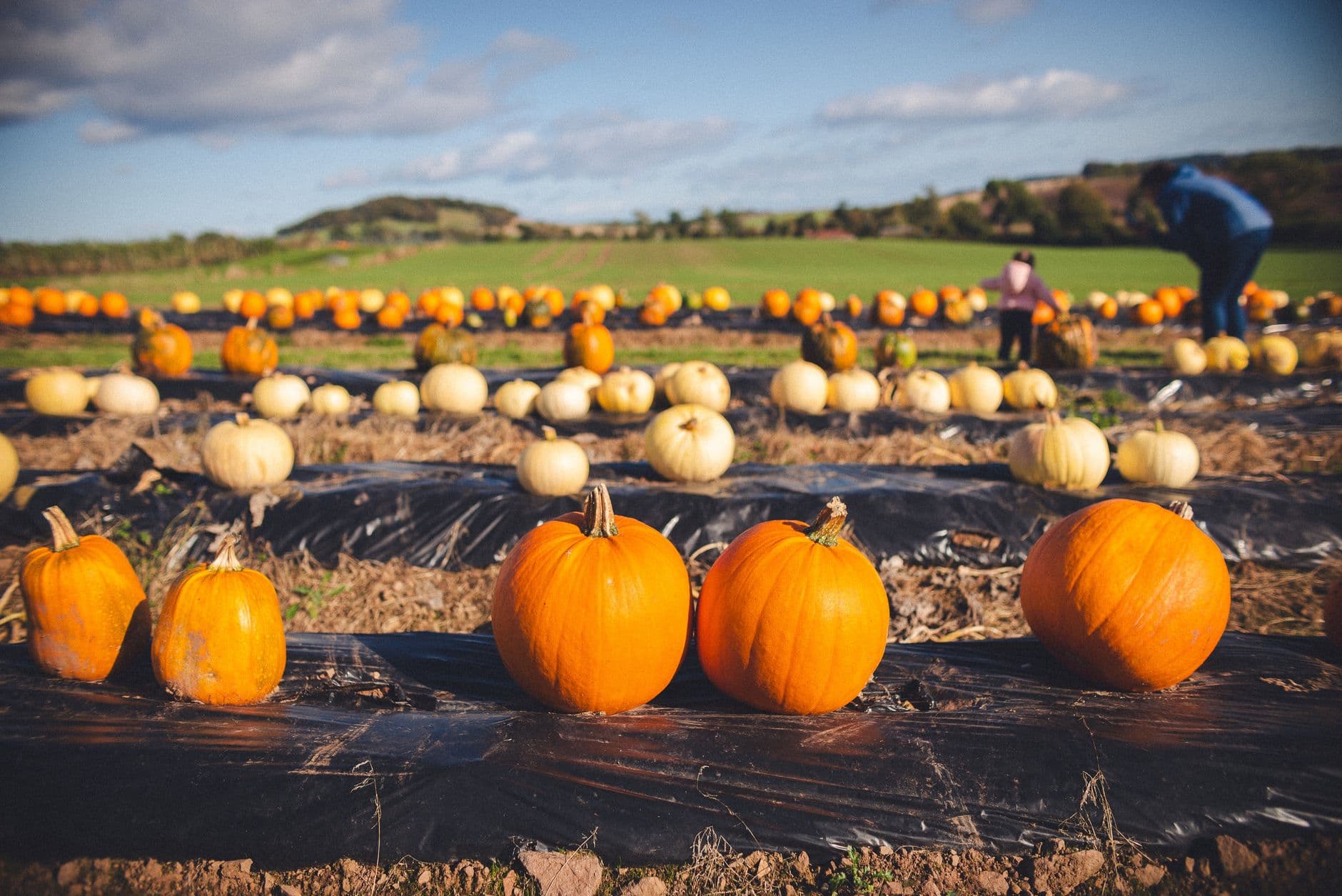 Bob's Corn and Pumpkin Farm