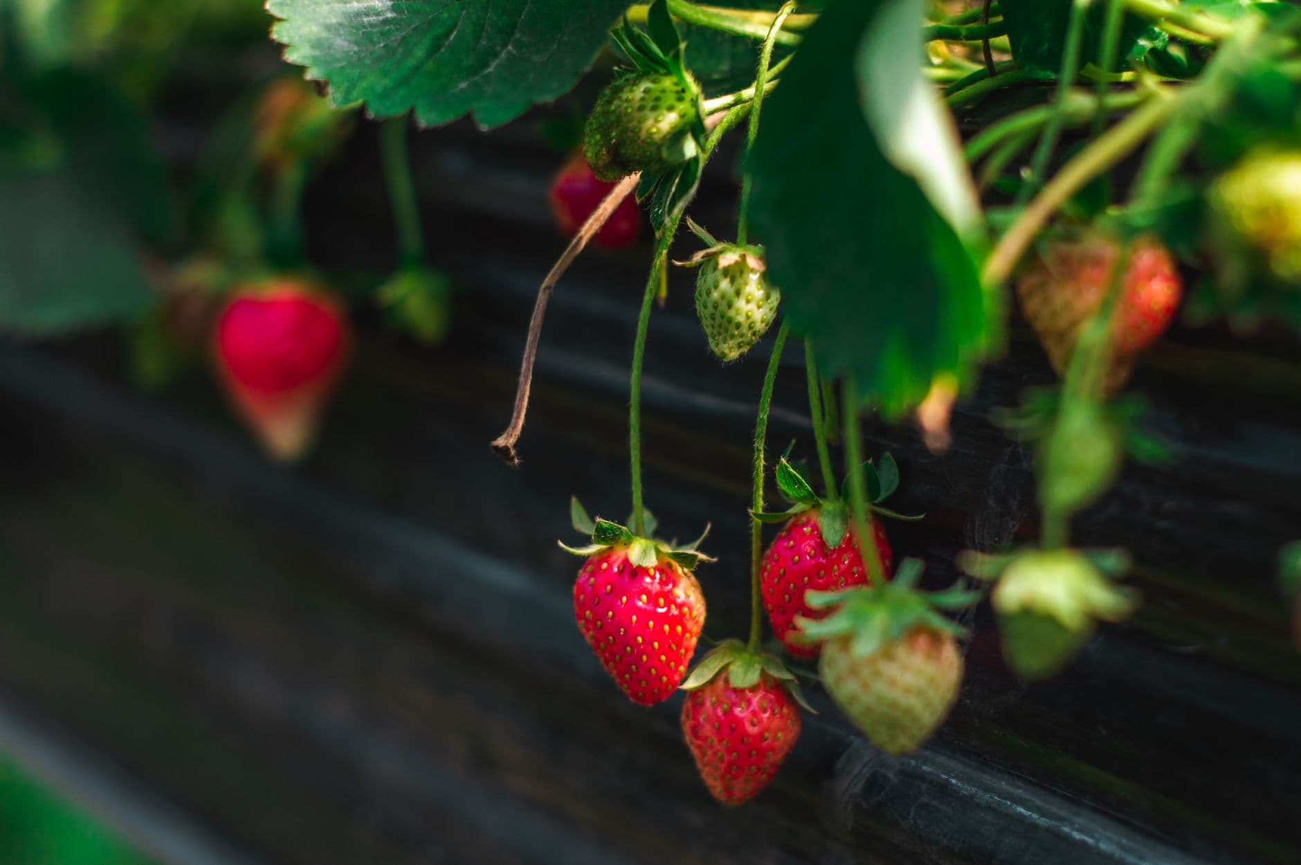 Bolles Organic Farm