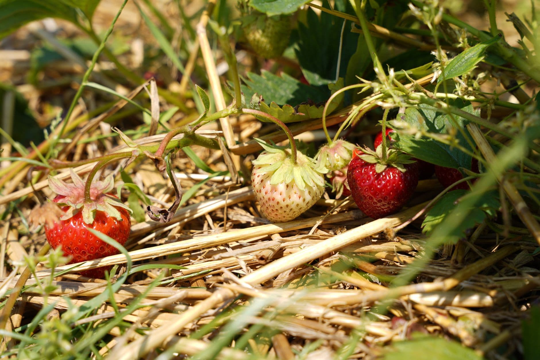 Bonacorsi Family Farm