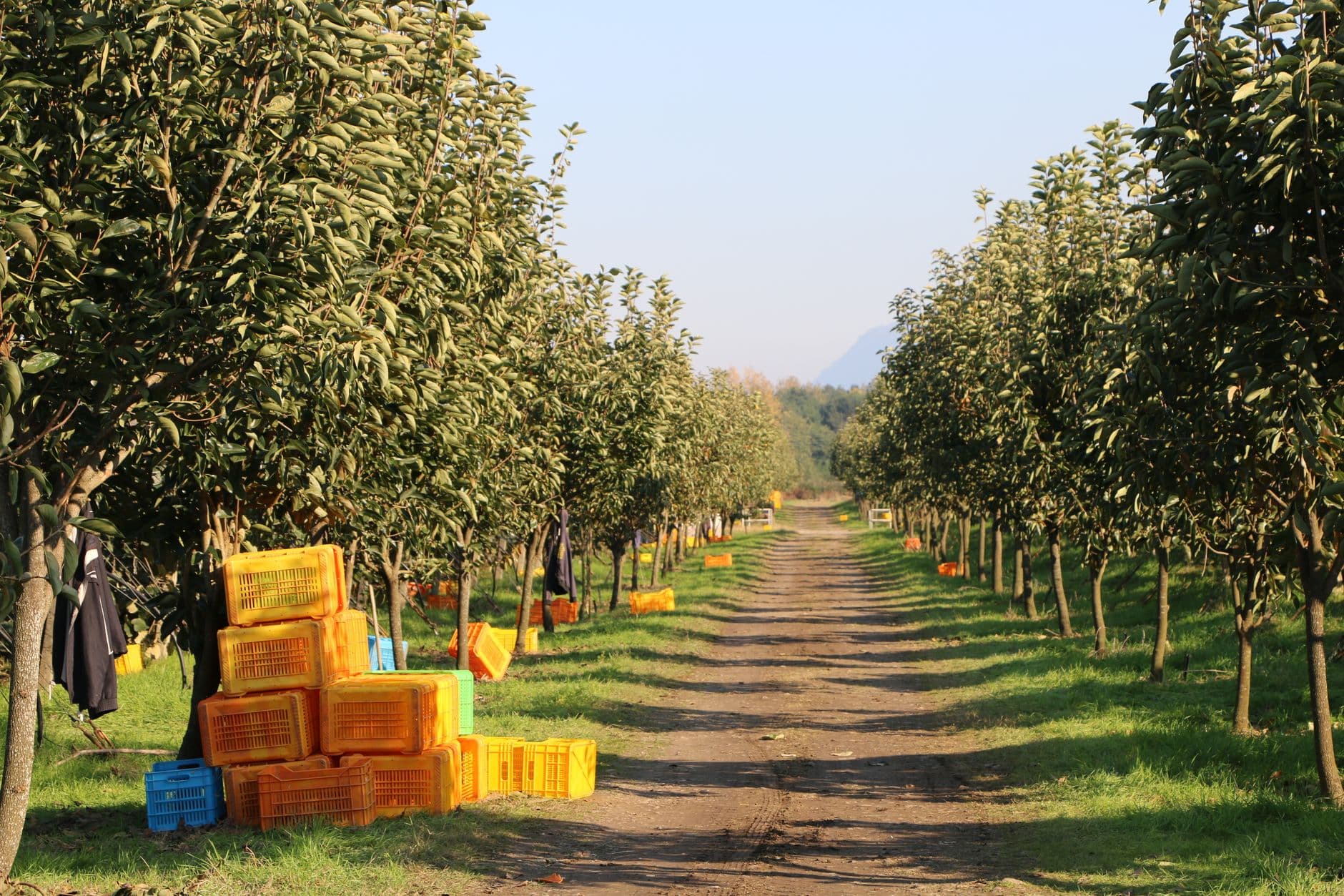 Bonny Slope Blueberries