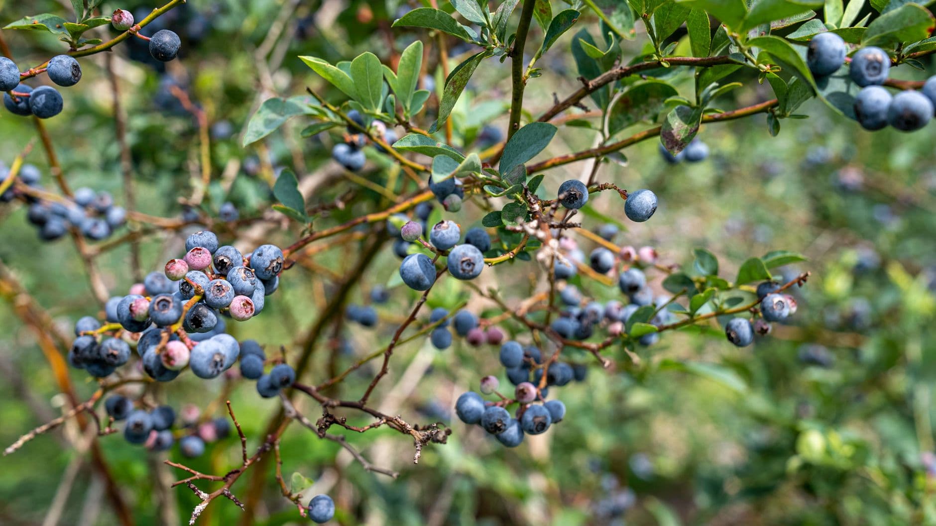 Bowerman Blueberries Farm Market