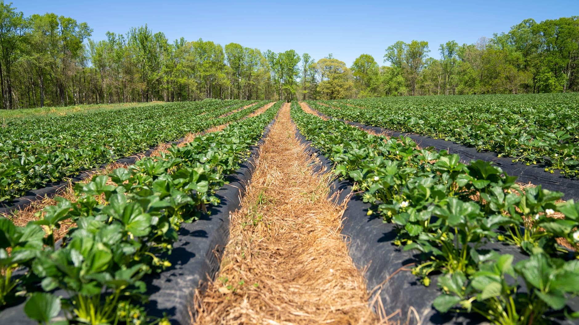 Brad's Farm Market