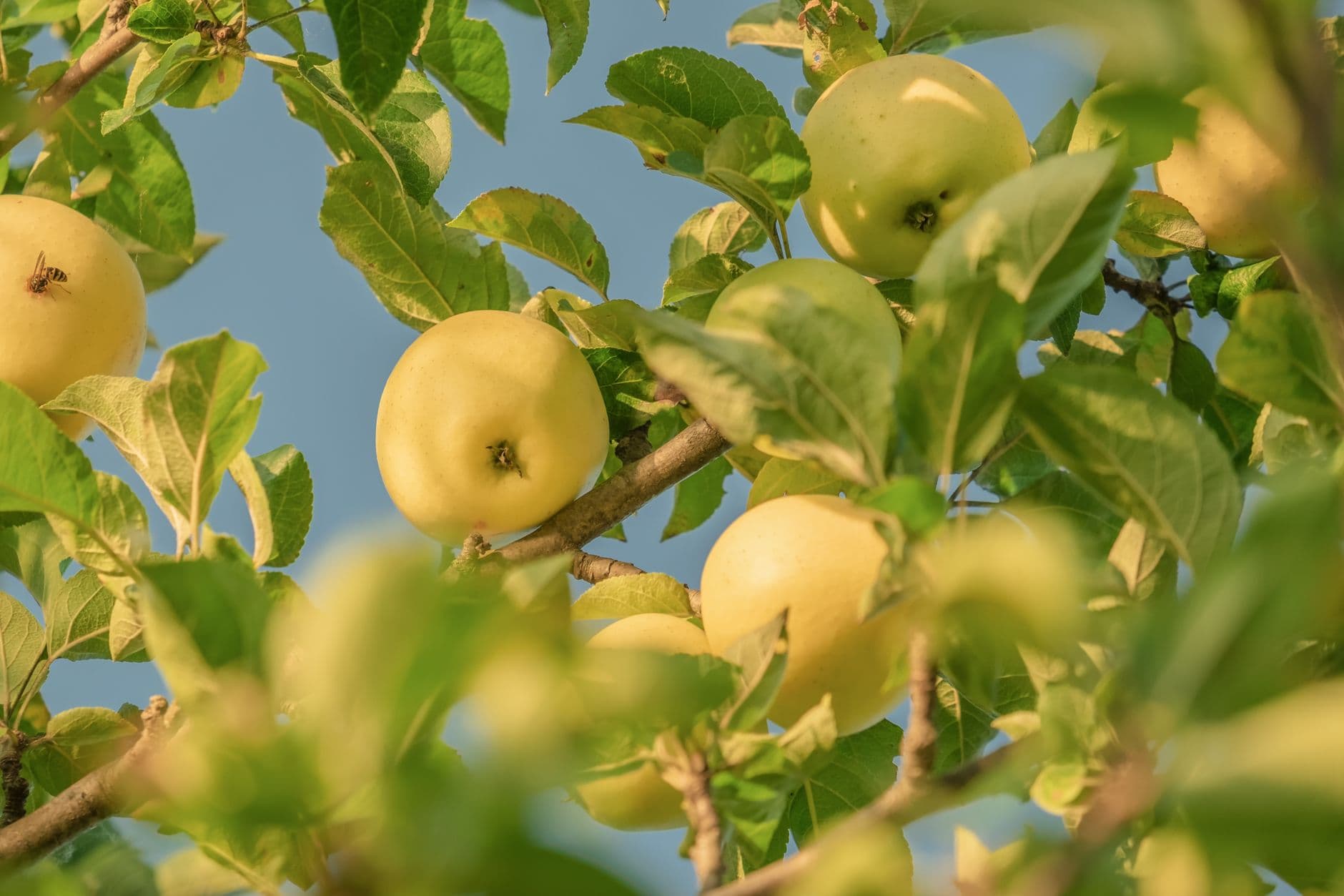 Brecknock Orchard