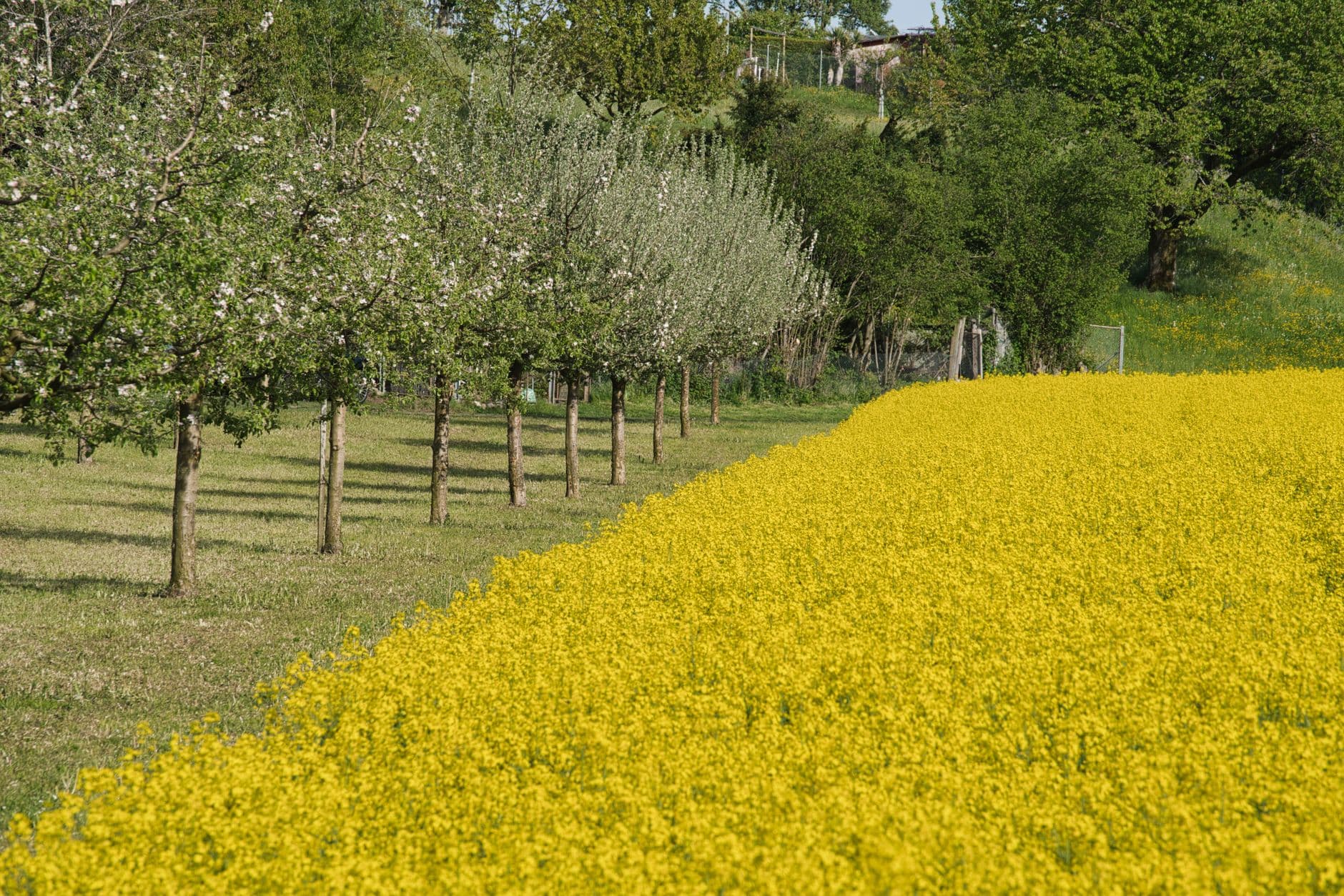 Brookdale Fruit Farm